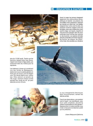 PortEcho | N°51 45
ÉDUCATION & CULTURE
plus de 15 000 œufs. Tandis que les
saumons naissent dans l'eau douce,
migrent vers l'océan à l'âge adulte, puis
reviennent dans les rivières pour se
reproduire.
Les baleines à bosse qui constituent
une des fiertés de Madagascar,
stationnent sous la calotte glacière en
hiver pour se nourrir, puis se dirigent
vers l'île Sainte Marie pour mettre
bas. Elles adorent ce paradis de
l’île rouge, revenant chaque année
pendant leur durée de vie, qui peut
atteindre environ 50 ans.
Avant un orage, les animaux réagissent
également aux phénomènes atmos-
phériques et naturels. Les poissons, les
hirondelles et les passereaux capturent
les insectes qui volent bas. Les abeilles
rejoignent leur ruche avant la pluie, les
serpents et lièvres s'agitent avant les
tempêtes,etlescoqsmodifientleurchant
avant la neige. Les requins, dauphins et
chauves-souris plongent dans les eaux
profondes avant l'arrivée des cyclones
ou des tsunamis. Les espèces animales
dansleurensemblecommelescrapauds,
les fourmis, les oiseaux, les chiens
et les chats, très sensibles aux vibrations
ou aux changements électriques
dans l'environnement, sentent les
séismes arrivés.
Face à ces observations, une question
vient à l’esprit : les scientifiques, avec
leurs outils complexes, peuvent-ils
prédire l'imprévisible de notre planète ?
Apparemment, la nature semble nous
inviter à l'écoute et à l'attention plutôt
qu'à la prédiction.
Liliane Melquiond-Zafinirina
 