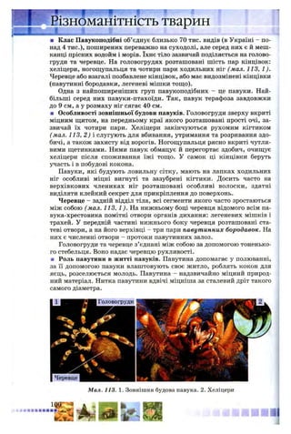 ■ Клас Павукоподібні об’єднує близько 70 тис. видів (в Україні - по­
над 4 тис.), поширених переважно на суходолі, але серед них є й меш­
канці прісних водойм і морів. їхнє тіло зазвичай поділяється на голово-
груди та черевце. На головогрудях розташовані шість пар кінцівок:
хеліцери, ногощупальця та чотири пари ходильних ніг (мал. 113, 1).
Черевце або взагалі позбавлене кінцівок, або має видозмінені кінцівки
(павутинні бородавки, легеневі мішки тощо).
Одна з найпоширеніших груп павукоподібних - це павуки. Най­
більші серед них павуки-птахоїди. Так, павук терафоза завдовжки
до 9 см, а у розмаху ніг сягає 40 см.
■ Особливості зовнішньої будови павуків. Головогруди зверху вкриті
міцним щитом, на передньому краї якого розташовані прості очі, за­
звичай їх чотири пари. Хеліцери закінчуються рухомим кігтиком
( мал. 113, 2) і слугують для вбивання, утримання та розривання здо­
бичі, а також захисту від ворогів. Ногощупальця рясно вкриті чутли­
вими щетинками. Ними павук обмацує й перегортає здобич, очищує
хеліцери після споживання їжі тощо. У самок ці кінцівки беруть
участь і в побудові кокона.
Павуки, які будують ловильну сітку, мають на лапках ходильних
ніг особливі міцні вигнуті та зазубрені кігтики. Досить часто на
верхівкових члениках ніг розташовані особливі волоски, здатні
виділяти клейкий секрет для прикріплення до поверхонь.
Черевце - задній відділ тіла, всі сегменти якого часто зростаються
між собою (мал. 113, 1). На нижньому боці черевця відомого всім па-
вука-хрестовика помітні отвори органів дихання: легеневих мішків і
трахей. У передній частині нижнього боку черевця розташовані ста­
теві отвори, а на його верхівці - три пари павутинних бородавок. На
них є численні отвори - протоки павутинних залоз.
Головогруди та черевце з’єднані між собою за допомогою тоненько­
го стебельця. Воно надає черевцю рухливості.
■ Роль павутини в житті павуків. Павутина допомагає у полюванні,
за її допомогою павуки влаштовують своє житло, роблять кокон для
яєць, розселюється молодь. Павутина - надзвичайно міцний природ­
ний матеріал. Нитка павутини вдвічі міцніша за сталевий дріт такого
самого діаметра.
Мал. 113. 1. Зовнішня будова павука. 2. Хеліцери
 