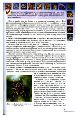 Уявіть: для того щоб розірвати нитку павутини діаметром 1 мм, треба
докласти силу у 240-260 кг! Для порівняння: щоб розірвати таку
саму нитку, виготовлену з природного шовку, зусиль потрібно докласти у
4-6 разів менше.
Багато видів павуків будують з павутини ловильну сітку. Для
різних видів павуків будова ловильної сітки слугує своєрідною «візит­
ною карткою». Ви одразу впізнаєте сітку, сплетену павуками-хресто-
виками: вона розташована вертикально, натягнена між рослинами чи
іншими предметами (мал. 114). На неї павук накладає спірально
скручену нитку, вкриту краплинами клейкої рідини. Саме до цієї нитки
прилипає здобич. Від центра сітки відходить особлива сигнальна нитка.
За її натягом павук дізнається, що в побудовану ним пастку потрапила
здобич.
■ Особливості внутрішньої будови та процесів життєдіяльності. Тіло
павуків оточене кутикулою, вкритою шаром воскоподібної речовини,
яка запобігає випаровуванню води через покриви.
За способом живлення всі павуки - хижаки. Вони полюють на
різних членистоногих (комах, інших павукоподібних). Деякі види па-
вуків-птахоїдів живляться дрібними хребетними тваринами: жабами,
ящірками, зміями, птахами. Наприклад, бразильський павук-птахоїд
грамостола полює на молодих змій.
Павуки можуть споживати лише рідку їжу. Цьому сприяє поза-
кишкове травлення: впорскнуті у тіло здобичі разом зі слиною травні
соки розріджують та частково перетравлюють її вміст. Сисний шлунок
павука закачує їжу у кишечник. У глотці, розташованій перед сисним
шлунком, є особливий фільтр, що запобігає надходженню твердих часток
їжі. Завершується травлення у середньому кишечнику під дією соків
розвиненої травної залози - «печінки».
■ Способи полювання павуків найрізноманітніші. Хрестовики та ба­
гато інших видів, як ви вже знаєте, вловлюють здобич за допомогою
ловильної сітки. Інші види підстерігають здобич (наприклад, тарантули)
або ж переслідують її на певній відста­
ні, а потім наздоганяють одним чи кіль­
кома стрибками (павуки-стрибуни).
Цікавий спосіб полювання прита­
манний павукам з роду Сцитодес. По­
мітивши здобич на відстані 1-2 см,
павук через хеліцери випорскує на
неї зигзагоподібні павутинні нитки.
Вони швидко застигають на повітрі і
приклеюють здобич до якоїсь поверхні.
Павук-уроктеа будує сплетіння паву­
тинних ниток. Коли здобич опиняєть­
ся на ньому або поруч, павук накидає
на неї довгі пучки павутинних воло­
конець, якими потім її обплутує.
Мал. 114. Павук-хрестовик на ло- ■ Головні органи виділення павуків -
БИЛЬНІЙ с і т ц і мальпігієві судини - трубочки, які
101
 