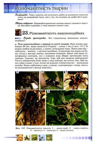 Різноманітність тварин
Лом.ф.ісдй.іне. Чому у павуків, які вловлюють здобич за допомогою ловильної
сітки, зір розвинений гірше, ніж у тих, які полюють на здобич без її допо­
моги?
Ж о^іне завдання. Порівняйте кровоносні системи павука і дощового черв’я­
ка. Висловіть судження, у чому перевага кожної з них.
2 3 . Різноманітність павукоподібних
■ ■ ■ ■ &afim.o п р и га д а т и . Які середовища мешкання павуко­
подібних?
■ Роль павукоподібних у природі та житті людини. Нині відомо при­
близно ЗО тис. видів павуків (в Україні - понад 1 тис.) (мал. 117). їх
можна знайти на рослинах, у ґрунті, на будівлях тощо. Лише один вид -
сріблянка - мешкає у прісних водоймах. З павутини під водою він бу­
дує гніздо у вигляді дзвона, заповнене повітрям. Дихає цей павук ат­
мосферним повітрям, яке з поверхні води збирає щетинками свого
черевця. Гадаємо, ви зрозуміли, чому цей вид назвали сріблянкою?
Такого забарвлення йому надає у воді повітря, що оточує тіло. Цей па­
вук добре плаває у воді, полює на водяних членистоногих - мешканців
водойм. Зимує сріблянка у воді, у своєму «повітряному» гнізді, там са­
мо розвиваються і молоді павучата.
Мал. 117. Різноманітність павуків: 1 - павук-краб; 2 - павук-стрибун;
З - тарантул; 4 - каракурт; 5 - павук-птахоїд
 