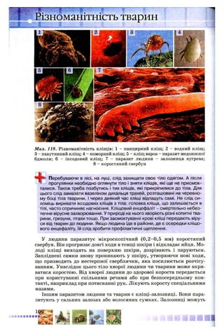 Мал. 118. Різноманітність кліщів: 1 - панцирний кліщ; 2 - водний кліщ;
З - павутинний кліщ; 4 - коморний кліщ; 5 - кліщ вароа - паразит медоносної
бджоли; 6 - іксодовий кліщ; 7 - паразит людини - залозниця вугрева;
8 - коростяний свербун
+
Перебуваючи в лісі, на луці, слід захищати своє тіло одягом. А після
прогулянки необхідно оглянути тіло і зняти кліщів, які ще не присмок-
талися. Також треба позбутись і тих кліщів, які прикріпилися до тіла. Для
цього слід замазати вазеліном дихальця трахей, розташовані на черевно­
му боці тіла тварини, і через деякий час кліщі відпадуть самі. Не слід си­
ломіць виривати іксодових кліщів з тіла: головка кліща, що залишається в
тілі, часто спричиняє нагноєння. Кліщовий енцефаліт - смертельно небез­
печне вірусне захворювання. У природі на нього хворіють різні копитні тва­
рини, гризуни, птахи тощо. При засмоктуванні крові кліщі передають віру­
си від тварин до людини. Якщо людина їде в райони, де є осередки кліщо­
вого енцефаліту, їй слід зробити профілактичні щеплення.
У людини паразитує мікроскопічний (0 ,2-0,5 мм) коростяний
свербун. Він прогризає довгі ходи в товщі шкіри і відкладає яйця. Мо­
лоді кліщі виходять на поверхню шкіри, дозрівають і паруються.
Запліднені самки знову проникають у шкіру, утворюючи нові ходи,
що призводить до нестерпної сверблячки, яка посилюється розчісу­
ванням. Унаслідок цього тіло хворої людини чи тварини може вкри­
ватися коростою. Від хворої людини до здорової короста передається
при користуванні спільними речами або при безпосередньому кон­
такті, наприклад при потисканні рук. Лікують коросту спеціальними
мазями.
Іншим паразитом людини та тварин є клііці-залозниці. Вони пара­
зитують у сальних залозах або волосяних сумках. Залозниці можуть
 