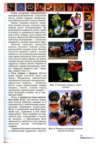 Своїм яскравим забарвленням,
видовим різноманіттям, співучістю
(як-от, птахи) тварини задовольня­
ють найвишуканіші смаки людини.
Однак тварини можуть завда­
вати людині шкоди, зокрема спри­
чиняти деякі захворювання. Це
різноманітні паразити (деякі черви
та кліщі) та кровосисні види (іксо-
дові кліщі, комарі, ґедзі тощо), які
можуть переносити збудників різно­
манітних захворювань - кліщового
енцефаліту, малярії, висипного тифу.
Запасам харчових продуктів
можуть шкодити комірні кліщ і,
мишоподібні гризуни тощо. Велика
кількість гризунів, комах і кліщів
живиться культурними рослинами,
тим самим знижуючи їхню врожай­
ність. Багато видів тварин, що мають
отруйні залози, можуть загрожувати
здоров’ю і навіть життю людини та
свійських тварин (наприклад, паву­
ки - каракурт, тарантул, змії - гюрза,
ефа, кобра) ( мал. 8).
■ Роль тварин у природі. Багато
видів тварин слугують їжею для
інших. Наприклад, небезпечним
шкідником сільського господарства -
перелітною сараною - живиться
багато видів комахоїдних тварин
(ящірок, птахів, ссавців тощ о),
личинками кровосисних комарів -
різні мешканці водойм, як-от про­
мислові риби.
Отже, у природі не існує шкідли­
вих видів. Види, які можуть завда­
вати шкоди здоров’ю людини та її
господарству, є необхідними компо­
нентами природних угруповань.
Якщо з екосистеми вилучити будь-
який вид, рівновага в ній може
порушитись. Тож потрібно не зни­
щувати вид, «шкідливий» з погля­
ду людини, а обмежувати його
чисельність, щоб він не зміг завдати
відчутної шкоди господарству
людини.
Тварини відіграють важливу роль
у забезпеченні родючості ґрунтів,
Мал. 7. Значення тварин у житті
людини
Мал. 8. Тварини, які завдають шкоди
здоров’ю людини
11 і
 