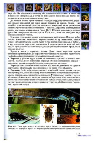 пара ніг. На кінцевому членику ніг розташовані кігтики, а часто ще
й присоски (наприклад, у мух), за допомогою яких комахи здатні пе­
ресуватися по вертикальних поверхнях.
До верхніх бічних кутів середньо- та задньогрудей у більшості дорос­
лих комах приєднані дві пари крил: передня та задня. Крила - це
подвійні пластинчасті складки покривів, всередині яких розміщена
система трубкоподібних потовщень - жилок. Характер розташування
жилок має назву жилкування (мал. 124). Жилки виконують опорну
функцію, створюючи скелет крила. Крім того, в жилки заходять нер­
вові закінчення і трахеї.
У різних груп комах крила відрізняються за будовою. Крила з неба­
гатьма жилками називають перетинчастими (у метеликів, бджіл
тощо). Сітчасті крила мають густу сітку жилок (наприклад, у бабок).
У хруща перша пара крил потовщена й перетворена на жорсткі над-
крила, що слугують для захисту задньої пари перетинчастих крил, коли
комаха не літає.
Крила є лише у дорослих комах. Деякі види втратили крила
внаслідок пристосувань до паразитичного (воші) чи наземно-ґрунтового
(робочі особини мурашок чи термітів) способів життя.
■ Черевце у різних груп комах складається з різної кількості сег­
ментів. На більшості сегментів черевця з боків розташовані отвори -
дихальця, якими назовні відкриваються органи дихання.
Черевце комах позбавлене кінцівок або вони видозмінені на органи
парування, яйцеклад (у самок коників) чи жало (у ос і бджіл).
■ Покриви. Як і у всіх членистоногих, зовнішній скелет комах утворе­
ний кутикулою, зовнішній шар якої складається з жироподібної речови­
ни, що перешкоджає випаровуванню води. У середньому шарі кутикули
містяться пігменти, які надають певного забарвлення тілу. А металічно-
блискуче або переливчасте забарвлення комах зумовлене заломленням
світла у напівпрозорих верхніх шарах кутикули або її виростах (волос­
ках, лусочках тощо).
Мал. 124. Типи крил комах: 1 - сітчасті крила бабки; 2 - перетинчасті крила
цикади; 3 - надкрила жука; 4 - вкриті лусочками перетинчасті крила метелика
111
 