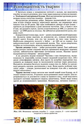 я I ff V і
Різноманітність тварин
У багатьох комах у покривному епітелії є залози, що виділяють
отруйні чи пахучі речовини, віск тощо через канальці кутикули назовні.
■ Особливості внутрішньої будови. Між внутрішніми органами розта­
шована пухка сполучна тканина - жирове тіло.
Мускулатура розвинена добре. Завдяки надзвичайній силі скоро­
чень м’язів комахи можуть пересувати вантаж, що перевищує масу
їхнього тіла до 25 разів. Ще одна особливість деяких м’язів комах -
здатність до скорочення з дуже високою частотою. Так, у бджіл і мух
м’язи, що рухають крила, здатні скорочуватися до 300, а у деяких ко­
марів - до 1000 разів за секунду. Це забезпечує різноманітні рухи, зок­
рема політ.
З енергетичної точки зору, політ - досить економний спосіб пересуван­
ня. Долаючи певну відстань за допомогою ніг, комахи витрачають
енергії вдвічі більше, ніж під час польоту на таку саму віддаль.
Найбільша швидкість польоту у бабок - до 120 км за годину. Але
найдосконаліший політ притаманний мухам. Так, мухи-дзюрчалки,
подібно до гелікоптерів, можуть зависати над квітами.
Органи дихання комах - добре розгалужені трахеї. їхні найтонші
відгалуження своїми кінцями можуть проникати всередину окремих
клітин, забезпечуючи ефективне постачання кисню. Назовні трахеї
відкриваються отворами - дихальцями.
А як дихають водяні комахи? Частина з них (наприклад, жуки-
плавунці та водолюби, клопи гладун і водяний скорпіон) ( мал. 125)
дихає атмосферним киснем. Для цього їм потрібно періодично під­
пливати до поверхні води та захоплювати повітря через дихальця.
Натомість личинки багатьох водяних комах (як-от, бабок та одноде­
нок) дихають киснем, розчиненим у воді. Вони мають особливі тра­
хейні зябра - утвори, розташовані на поверхні тіла або у задньому
відділі кишечнику.
Травна система комах загалом має такий самий план будови, як й
інших членистоногих. З травних залоз розвинені лише слинні. їжа пе­
ретравлюється за допомогою слини та травного соку, який виділяють
залозисті клітини середнього відділу кишечнику. Певні види комах
здатні до позакишкового травлення. Наприклад, личинки сонечок і
Мал. 125. Мешканці прісних водойм: 1 - клоп гладун; 2 - клоп водяний
скорпіон із своєю здобиччю
 