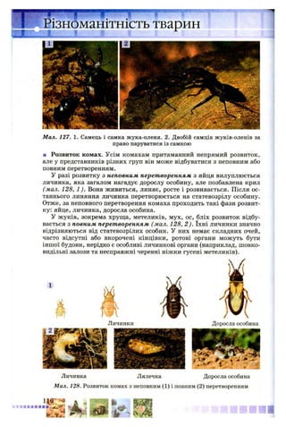 т Різноманітність тварин
Мал. 127. 1. Самець і самка жука-оленя. 2. Двобій самців жуків-оленів за
право паруватися із самкою
■ Розвиток комах. Усім комахам притаманний непрямий розвиток,
але у представників різних груп він може відбуватися з неповним або
повним перетворенням.
У разі розвитку з неповним перетворенням з яйця вилуплюється
личинка, яка загалом нагадує дорослу особину, але позбавлена крил
(мал. 128, 1). Вона живиться, линяє, росте і розвивається. Після ос­
таннього линяння личинка перетворюється на статевозрілу особину.
Отже, за неповного перетворення комаха проходить такі фази розвит­
ку: яйце, личинка, доросла особина.
У жуків, зокрема хруща, метеликів, мух, ос, бліх розвиток відбу­
вається з повним перетворенням (мал. 128, 2 ). їхні личинки значно
відрізняються від статевозрілих особин. У них немає складних очей,
часто відсутні або вкорочені кінцівки, ротові органи можуть бути
іншої будови, нерідко є особливі личинкові органи (наприклад, шовко-
видільні залози та несправжні черевні ніжки гусені метеликів).
Личинки Доросла особина
Личинка Лялечка Доросла особина
Мал. 128. Розвиток комах з неповним (1) і повним (2) перетворенням
 