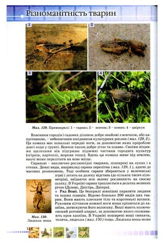 Різноманітність тварин
Мал. 129. Прямокрилі: 1 - сарана; 2 - вовчок; 3 - коник; 4 - цвіркун
Власники городів і садових ділянок добре знайомі з вовчком, або ка­
пустянкою, - небезпечним шкідником культурних рослин (мал. 129, 2).
Ця комаха має копальні передні ноги, за допомогою яких проробляє
довгі ходи у ґрунті. Вовчок також добре літає та плаває. Своїми мідни­
ми щелепами він підгризає підземні частини городніх культур
(огірків, картоплі, моркви тощо). Вдень ця комаха живе під землею,
вночі може перелітати на нове місце.
Саранові - виключно рослиноїдні тварини, поширені на луках і в
степах. Деякі види, наприклад сарана перелітна (мал. 129,1), здатні до
масових розмножень. Тоді особини сарани збираються у велетенські
зграї і летять на далеку відстань (до кількох тисяч кіло­
метрів), виїдаючи всю зелену рослинність на своєму
шляху. В Україні сарана трапляється в дельтах великих
річок (Дунаю, Дністра, Дніпра).
■ Ряд Воші. Це безкрилі зовнішні паразити людини
та інших ссавців. Відомо близько 200 видів цих тва­
рин. Вони мають плескате тіло та коротенькі вусики.
Рухомим кігтиком кожної ноги воша кріпиться до ха­
зяїна, затискуючи його волосину. Воші мають колючо-
сисний ротовий апарат, за допомогою якого спожива­
ють кров хазяїна. В Україні поширені воші свиняча,
теляча, людська ( мал. 130) тощо. Людська воша може
Мал. 130.
Людська воша
 