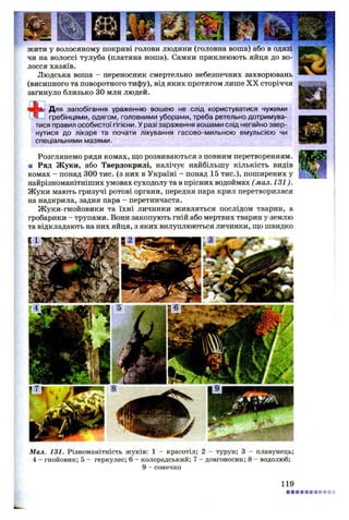 жити у волосяному покриві голови людини (головна воша) або в одязі
чи на волоссі тулуба (платяна воша). Самки приклеюють яйця до во­
лосся хазяїв.
Людська воша - переносник смертельно небезпечних захворювань
(висипного та поворотного тифу), від яких протягом лише X X сторіччя
загинуло близько ЗО млн людей.
Для запобігання ураженню вошею не слід користуватися чужими
гребінцями, одягом, головними уборами, треба ретельно дотримува­
тися правил особистої гігієни. У разі зараження вошами слід негайно звер­
нутися до лікаря та почати лікування гасово-мильною емульсією чи
спеціальними мазями.
Розглянемо ряди комах, що розвиваються з повним перетворенням.
■ Ряд Жуки, або Твердокрилі, налічує найбільшу кількість видів
комах - понад 300 тис. (з них в Україні - понад 15 тис.), поширених у
найрізноманітніших умовах суходолу та в прісних водоймах (мал. 131).
Жуки мають гризучі ротові органи, передня пара крил перетворилася
на надкрила, задня пара - перетинчаста.
Жуки-гнойовики та їхні личинки живляться послідом тварин, а
гробарики - трупами. Вони закопують гній або мертвих тварин у землю
та відкладають на них яйця, з яких вилуплюються личинки, що швидко
Мал. 131. Різноманітність жуків: 1 - красотіл; 2 - турун; 3 - плавунець;
4 - гнойовик; 5 - геркулес; 6 - колорадський; 7 - довгоносик; 8 - водолюб;
9 - сонечко
119
 