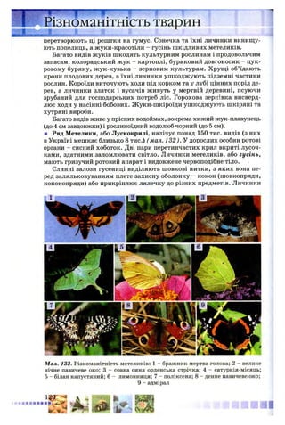 Різноманітність тварин
перетворюють ці рештки на гумус. Сонечка та їхні личинки винищу­
ють попелиць, а жуки-красотіли - гусінь шкідливих метеликів.
Багато видів жуків шкодять культурним рослинам і продовольчим
запасам: колорадський жук - картоплі, буряковий довгоносик - цук­
ровому буряку, жук-кузька - зерновим культурам. Хрущі об’їдають
крони плодових дерев, а їхні личинки ушкоджують підземні частини
рослин. Короїди виточують ходи під корком та у лубі цінних порід де­
рев, а личинки златок і вусачів живуть у мертвій деревині, псуючи
зрубаний для господарських потреб ліс. Горохова зернівка висверд­
лює ходи у насінні бобових. Ж уки-шкіроїди ушкоджують шкіряні та
хутряні вироби.
Багато видів живе у прісних водоймах, зокрема хижий жук-плавунець
(до 4 см завдовжки) і рослиноїдний водолюб чорний (до 5 см).
■ Ряд Метелики, або Лускокрилі, налічує понад 150 тис. видів (з них
в Україні мешкає близько 8 тис.) ( мал. 132). У дорослих особин ротові
органи - сисний хоботок. Дві пари перетинчастих крил вкриті лусоч­
ками, здатними заломлювати світло. Личинки метеликів, або гусінь,
мають гризучий ротовий апарат і видовжене червоподібне тіло.
Слинні залози гусениці виділяють шовкові нитки, з яких вона пе­
ред заляльковуванням плете захисну оболонку - кокон (шовкопряди,
коконопряди) або прикріплює лялечку до різних предметів. Личинки
Мал. 132. Різноманітність метеликів: 1 - бражник мертва голова; 2 - велике
нічне павичеве око; 3 - совка синя орденська стрічка; 4 - сатурнія-місяць;
5 - білан капустяний; 6 - лимонниця; 7 - поліксена; 8 - денне павичеве око;
9 - адмірал
 