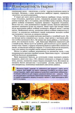 спеціальних залоз - «молочком», а потім - пергою (сумішшю пилку та
нектару). Личинки, з яких розвинуться майбутні цариці, отримують
«молочко» до заляльковування.
У перші дні свого життя робоча бджола прибирає гніздо, чистить
старі стільники, провітрює вулик, створюючи рухами крил постійні
потоки повітря. Це і є те гудіння, яке постійно чутно з вулика. Згодом
робочі особини починають годувати личинок і будувати стільники.
Після того як у них розвиваються отруйні залози, бджоли набувають
здатності захищати вулик від ворогів. Лише через три-чотири тижні
після вилуплення робочі особини починають збирати пилок і нектар
квіток. Знайшовши квітки, досвідчена робоча особина повертається у
гніздо і за допомогою особливого танцю повідомляє молодих особин
про напрямок і відстань до джерела нектару.
Трутні разом з молодими матками вилітають у шлюбний політ. Ко­
ли молода матка повертається у вулик, старі матки з частиною робо­
чих особин залишають його. Це явище має назву роїння, а частина ро­
дини, яка залишила вулик, - рій. Бджолярі обережно переносять рій
у новий вулик. Якщо цього не зробити, рій оселиться в дуплі дерева, у
печері тощо. Однак у природі медоносна бджола самостійно вижити не
зможе, це виключно свійська тварина. У сплячку бджоли не впадають,
тому для зимівлі їм потрібні значні запаси поживних речовин.
Матки та робочі особини захищаються за допомогою жала, в яке
відкриваються протоки отруйної залози. Бджолина отрута - цілющий
засіб від багатьох захворювань.
Крім медоносної бджоли, до суспільних комах належать джмелі,
мурашки, деякі оси ( мал. 134). Джмелі мешкають у гніздах із трави,
моху, дуплах, покинутих норах тварин-землериїв та ін. Ці комахи за­
пилюють багато дикорослих і культурних рослин, причому деякі з
них (наприклад, конюшину) запилюють виключно джмелі.
£ Ужалення бджіл, джмелів, ос небезпечні для здоров’я і навіть життя
• людини. Для людей, що мають підвищену чутливість до отрути пере­
тинчастокрилих, навіть одне ураження може бути смертельно небезпечне.
Особливо небезпечні для людини ужалення великої оси - шершня. Тому
не слід дратувати суспільних перетинчастокрилих, порушувати їхні гнізда.
Ці комахи не вважають людину за ворога і жалять її, лише захищаючи своє
життя чи родину.
Різноманітність тварин
Мал. 134. 1 - джміль; 2 - шершень; 3 - оса амофіла
 