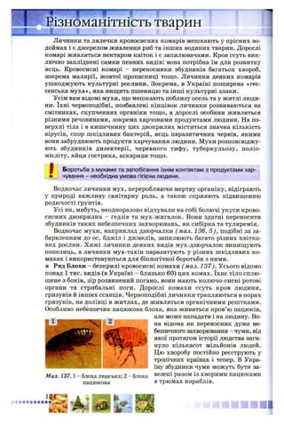 'ізноманітність тварин
в __1
Личинки та лялечки кровосисних комарів мешкають у прісних во­
доймах і є джерелом живлення риб та інших водяних тварин. Дорослі
комарі живляться нектаром квіток і є запилювачами. Кров ссуть вик­
лючно запліднені самки певних видів: вона потрібна їм для розвитку
яєць. Кровосисні комарі - переносники збудників багатьох хвороб,
зокрема малярії, жовтої пропасниці тощо. Личинки деяких комарів
ушкоджують культурні рослини. Зокрема, в Україні поширена «гес­
сенська муха», яка нищить пшеницю та інші культурні злаки.
Усім вам відомі мухи, що мешкають поблизу осель та у житлі люди­
ни. їхні червоподібні, позбавлені кінцівок личинки розвиваються на
смітниках, скупченнях органіки тощо, а дорослі особини живляться
різними речовинами, зокрема харчовими продуктами людини. На по­
верхні тіла і в кишечнику цих двокрилих міститься значна кількість
вірусів, спор шкідливих бактерій, яєць паразитичних червів, якими
вони забруднюють продукти харчування людини. Мухи розповсюджу­
ють збудників дизентерії, черевного тифу, туберкульозу, поліо­
мієліту, яйця гострика, аскариди тощо.
£ Боротьба з мухами та запобігання їхнім контактам з продуктами хар-
• чування - необхідна умова гігієни людини.
Водночас личинки мух, переробляючи мертву органіку, відіграють
у природі важливу санітарну роль, а також сприяють підвищенню
родючості ґрунтів.
Усі ви, мабуть, неодноразово відчували на собі болючі укуси крово­
сисних двокрилих - ґедзів та мух-жигалок. Вони здатні переносити
збудників таких небезпечних захворювань, як сибірка та туляремія.
Водночас мухи, наприклад дзюрчалки (мал. 136, 5 ), подібні за за­
барвленням до ос, бджіл і джмелів, запилюють багато різних квітко­
вих рослин. Хижі личинки деяких видів мух-дзюрчалок винищують
попелиць, а личинки мух-тахін паразитують у різних шкідливих ко­
махах і використовуються для біологічної боротьби з ними.
■ Ряд Блохи - безкрилі кровосисні комахи ( мал. 137). Усього відомо
понад 1 тис. видів (в Україні - близько 60) цих комах. їхнє тіло сплю­
щене з боків, зір розвинений погано, вони мають колючо-сисні ротові
органи та стрибальні ноги. Дорослі комахи ссуть кров людини,
гризунів й інших ссавців. Червоподібні личинки трапляються в норах
гризунів, на долівці в житлах, де живляться органічними рештками.
Особливо небезпечна пацюкова блоха, яка живиться кров’ю пацюків,
але може нападати і на людину. Во­
на відома як переносник дуже не­
безпечного захворювання - чуми, від
якої протягом історії людства заги­
нуло кількасот мільйонів людей.
Цю хворобу постійно реєструють у
тропічних країнах і тепер. В Укра­
їну збудники чуми можуть бути за-
Мал. 137.1 —блоха людська; 2 - блоха везені разом із хворими пацюками
пацюкова в трюмах кораблів.
... '1
 