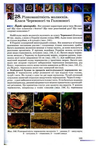 а28. Різноманітність молюсків.
Класи Черевоногі та Головоногі
■ ■ ■ ■ o d ftltio n fiu ia q a tfiu . Які основні характерні риси типу Молюс­
ки? Щ о таке планктон і бентос? Щ о таке реактивний рух? Що таке
«керівні копалини»?
Найбільше видів молюсків належить до класу Черевоногі (близько
90 тис. видів, з яких в Україні відомо понад 500). Адже вони заселили
не тільки водойми, а й суходіл (мал. 144).
В Україні поширений виноградний слимак. Він живиться м’якими
наземними частинами рослин і плодовими тілами шапкових грибів.
Багато наземних молюсків мешкає в товщі ґрунту, де вони живляться
рештками організмів. У прісних водоймах України можна зустріти
різні види ставковиків, котушок ( мал. 144, 3, 4 ). Багато видів черево­
ногих мешкає у Чорному та Азовському морях, зокрема рапана, чере­
пашка якої сягає завдовжки 12 см (мал. 144, 1). Але найбільш різно­
манітний видовий склад черевоногих у тропічних морях. Багато цих
видів має яскраве строкате забарвлення черепашки (наприклад, рід
Конус, черепашка якого може сягати заввишки до 60 см (мал. 140, 2),
рід Мурекс, черепашка якого має химерний вигляд).
■ Особливості будови та процесів життєдіяльності черевоногих мо­
люсків. У черевоногих добре розвинені всі три відділи тіла: голова,
тулуб і нога. На голові є одна чи дві пари щупалець. Тулуб оточений
суцільною зазвичай спірально закрученою черепашкою. Через її отвір -
устя —у разі небезпеки втягуються голова і нога. Устя багатьох водяних
видів (наприклад, рапани) закривається міцною кришечкою з рогоподіб­
ної речовини. Ця кришечка слугує для захисту від ворогів. У деяких
черевоногих, наприклад у голих слизунів (мал. 144, 5), черепашка
Мал. 144. Різноманітність черевоногих молюсків: 1 - рапана; 2 - ампулярія;
З - котушка; 4 - ставковик; 5 - голий слизун
131
 