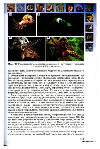 Мал. 146. Різноманітність головоногих молюсків: 1 - наутилус; 2 - кальмар;
З - каракатиці; 4 - восьминіг
солоністю, тому у значно опріснених Чорному та Азовському морях не
трапляються.
■ Особливості внутрішньої будови та процесів життєдіяльності. Усі
головоногі - це хижаки середніх або великих розмірів (від 1 см до 18 м).
їхнє тіло складається з тулуба і великої голови, нога перетворилася
на щупальця, що оточують рот. У більшості з них є вісім однакових
щупалець (наприклад, у восьминогів) або вісім коротших і пара дов­
ших (ловильних) щупалець (кальмари, каракатиці тощо). На щупаль­
цях є присоски для утримання здобичі. Тільки у тропічних видів з роду
Наутилус, або Кораблик, багато щупалець (від 60 до 100) без присосків.
Характерна риса головоногих - здатність плавати за допомогою ре­
активного руху. Через щілину, розташовану знизу, на межі голови та
тулуба, вода надходить до мантійної порожнини. Згодом, при скоро­
ченні м ’язів мантії, вода з силою викидається через особливий труб­
частий утвір - лійку - видозмінену частину ноги. Це спричиняє реак­
тивну тягу, внаслідок чого молюск отримує поштовх і рухається
заднім кінцем уперед. Потім мантійна щілина відкривається, і мантія
знову заповнюється водою.
Черепашки у більшості видів немає, у каракатиці вона має вигляд
пластинки, розташованої під шкірою. Лише наутилуси (мал. 146, 1),
що мешкають у тропічних морях у поверхневих шарах води, мають ба­
гатокамерну черепашку до 25 см у діаметрі. Камери заповнені газом,
що надає тварині плавучості. Молюск, регулюючи об’єм газів у каме­
рах, може або занурюватися на глибину до 500-700 м, або спливати у
поверхневі шари води.
Шкіра багатьох головоногих здатна миттєво змінювати забарвлення
під впливом нервових імпульсів. Воно буває захисним, під колір навко-
133
 