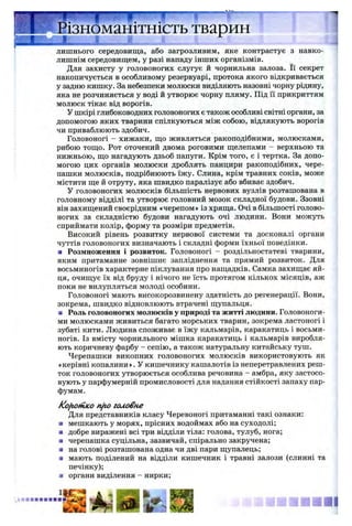 и и «V* .
Різноманітність тварин
L -JL
лишнього середовища, або загрозливим, яке контрастує з навко­
лишнім середовищем, у разі нападу інших організмів.
Для захисту у головоногих слугує й чорнильна залоза. Її секрет
накопичується в особливому резервуарі, протока якого відкривається
у задню кишку. За небезпеки молюски виділяють назовні чорну рідину,
яка не розчиняється у воді й утворює чорну пляму. Під її прикриттям
молюск тікає від ворогів.
У шкірі глибоководних головоногих є також особливі світні органи, за
допомогою яких тварини спілкуються між собою, відлякують ворогів
чи приваблюють здобич.
Головоногі - хижаки, що живляться ракоподібними, молюсками,
рибою тощо. Рот оточений двома роговими щелепами - верхньою та
нижньою, що нагадують дзьоб папуги. Крім того, є і тертка. За допо­
могою цих органів молюски дроблять панцири ракоподібних, чере­
пашки молюсків, подрібнюють їжу. Слина, крім травних соків, може
містити ще й отруту, яка швидко паралізує або вбиває здобич.
У головоногих молюсків більшість нервових вузлів розташована в
головному відділі та утворює головний мозок складної будови. Ззовні
він захищений своєрідним «черепом» із хряща. Очі в більшості голово­
ногих за складністю будови нагадують очі людини. Вони можуть
сприймати колір, форму та розміри предметів.
Високий рівень розвитку нервової системи та досконалі органи
чуттів головоногих визначають і складні форми їхньої поведінки.
■ Розмноження і розвиток. Головоногі - роздільностатеві тварини,
яким притаманне зовнішнє запліднення та прямий розвиток. Для
восьминогів характерне піклування про нащадків. Самка захищає яй­
ця, очищує їх від бруду і нічого не їсть протягом кількох місяців, аж
поки не вилупляться молоді особини.
Головоногі мають високорозвинену здатність до регенерації. Вони,
зокрема, швидко відновлюють втрачені щупальця.
■ Роль головоногих молюсків у природі та житті людини. Головоноги­
ми молюсками живиться багато морських тварин, зокрема ластоногі і
зубаті кити. Людина споживає в їжу кальмарів, каракатиць і восьми­
ногів. Із вмісту чорнильного мішка каракатиць і кальмарів виробля­
ють коричневу фарбу - сепію, а також натуральну китайську туш.
Черепашки викопних головоногих молюсків використовують як
«керівні копалини». У кишечнику кашалотів із неперетравлених реш­
ток головоногих утворюється особлива речовина - амбра, яку застосо­
вують у парфумерній промисловості для надання стійкості запаху пар­
фумам.
Ко^іоИгКйnfio головне
Для представників класу Черевоногі притаманні такі ознаки:
■ мешкають у морях, прісних водоймах або на суходолі;
■ добре виражені всі три відділи тіла: голова, тулуб, нога;
■ черепашка суцільна, зазвичай, спірально закручена;
■ на голові розташована одна чи дві пари щупалець;
■ мають поділений на відділи кишечник і травні залози (слинні та
печінку);
■ органи виділення - нирки;
 