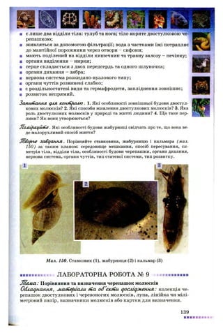 ■ є лише два відділи тіла: тулуб та нога; тіло вкрите двостулковою че­
репашкою;
■ живляться за допомогою фільтрації; вода з частками їжі потрапляє
до мантійної порожнини через отвори - сифони;
■ мають поділений на відділи кишечник та травну залозу - печінку;
■ органи виділення - нирки;
■ серце складається з двох передсердь та одного шлуночка;
■ органи дихання - зябра;
■ нервова система розкидано-вузлового типу;
ш органи чуттів розвинені слабко;
■ є роздільностатеві види та гермафродити, запліднення зовнішнє;
■ розвиток непрямий.
Запитання для кошн/голю . 1. Які особливості зовнішньої будови двостул­
кових молюсків? 2. Які способи живлення двостулкових молюсків? 3. Яка
роль двостулкових молюсків у природі та житті людини? 4. Що таке пер­
лини? Як вони утворюються?
JloMifilcifUine. Які особливості будови жабурниці свідчать про те, що вона ве­
де малорухливий спосіб життя?
M ofiH e завдання. Порівняйте ставковика, жабурницю і кальмара (мал.
150) за таким планом: середовище мешкання, спосіб пересування, си­
метрія тіла, відділи тіла, особливості будови черепашки, органи дихання,
нервова система, органи чуттів, тип статевої системи, тип розвитку.
Мал. 150. Ставковик (1), жабурниця (2) і кальмар (3)
............. ЛАБОРАТОРНА РОБОТА № 9 - ...............
Ліеліа: Порівняння та визначення черепашок молюсків
Обладнання, ліаіпе/гіали tna об'осіни дослідження: колекція че­
репашок двостулкових і черевоногих молюсків, лупа, лінійка чи мілі­
метровий папір, визначники молюсків або картки для визначення.
139
 