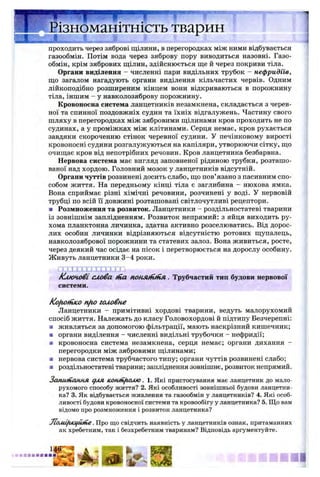 ізноманітність тваринІ В 8 Ц І
• t t J L r a m c s A ^ * . ? f Д і а і і а І И Я в И •' <ИІ|'Д' " іітГ і' 8 ■ - w ■ »Л. ■■• -
проходить через зяброві щілини, в перегородках між ними відбувається
газообмін. Потім вода через зяброву пору виводиться назовні. Газо­
обмін, крім зябрових щілин, здійснюється ще й через покриви тіла.
Органи виділення - численні пари видільних трубок - нефридїів,
що загалом нагадують органи виділення кільчастих червів. Одним
лійкоподібно розширеним кінцем вони відкриваються в порожнину
тіла, іншим - у навколозяброву порожнину.
Кровоносна система ланцетників незамкнена, складається з черев­
ної та спинної поздовжніх судин та їхніх відгалужень. Частину свого
шляху в перегородках між зябровими щілинами кров проходить не по
судинах, а у проміжках між клітинами. Серця немає, кров рухається
завдяки скороченню стінок черевної судини. У печінковому вирості
кровоносні судини розгалужуються на капіляри, утворюючи сітку, що
очищає кров від непотрібних речовин. Кров ланцетника безбарвна.
Нервова система має вигляд заповненої рідиною трубки, розташо­
ваної над хордою. Головний мозок у ланцетників відсутній.
Органи чуттів розвинені досить слабо, що пов’язано з пасивним спо­
собом життя. На передньому кінці тіла є заглибина - нюхова ямка.
Вона сприймає різні хімічні речовини, розчинені у воді. У нервовій
трубці по всій її довжині розташовані світлочутливі рецептори.
■ Розмноження та розвиток. Ланцетники - роздільностатеві тварини
із зовнішнім заплідненням. Розвиток непрямий: з яйця виходить ру­
хома планктонна личинка, здатна активно розселюватись. Від дорос­
лих особин личинки відрізняються відсутністю ротових щупалець,
навколозябрової порожнини та статевих залоз. Вона живиться, росте,
через деякий час осідає на пісок і перетворюється на дорослу особину.
Живуть ланцетники 3 -4 роки.
т т х і -і д х п і т т і
К лю чові слова піа поняіиіна . Трубчастий тип будови нервової
системи.
Kofiointco nfio головне
Ланцетники - примітивні хордові тварини, ведуть малорухомий
спосіб життя. Належать до класу Головохордові й підтипу Безчерепні:
■ живляться за допомогою фільтрації, мають наскрізний кишечник;
■ органи виділення - численні видільні трубочки - нефридії;
■ кровоносна система незамкнена, серця немає; органи дихання -
перегородки між зябровими щілинами;
■ нервова система трубчастого типу; органи чуттів розвинені слабо;
■ роздільностатеві тварини; запліднення зовнішнє, розвиток непрямий.
Запитання с/ля кон/й/голю. 1. Які пристосування має ланцетник до мало­
рухомого способу життя? 2. Які особливості зовнішньої будови ланцетни­
ка? 3. Як відбувається живлення та газообмін у ланцетників? 4. Які особ­
ливості будови кровоносної системи та кровообігу у ланцетника? 5. Що вам
відомо про розмноження і розвиток ланцетника?
JloAiifiicijUtne. Про що свідчить наявність у ланцетників ознак, притаманних
як хребетним, так і безхребетним тваринам? Відповідь аргументуйте.
ЧЕ!2 а
 
