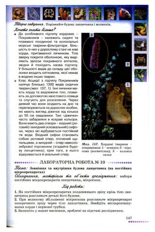 7ЇЇ£о[іче завдання . Порівняйте будову ланцетника і молюсків.
Х очет е знат и біл ьш е?
■ До особливого підтипу хордових -
Покривників - належать сидячі та
плаваючі поодинокі та колоніальні
морські тварини-фільтратори. Біль­
шість із них у дорослому стані не має
хорди, притаманної личинкам. Тіло
зверху покрите оболонкою, яку виді­
ляють залози покривного епітелію,
звідки й походить назва підтипу.
У більшості видів до складу цієї обо­
лонки входить клітковина, якої немає
в жодних інших тварин.
ш Клас Асцидії з підтипу Покривників
налічує близько 1300 видів сидячих
тварин (мал. 157, 1). їхні личинки ма­
ють хорду та видовжене тіло, плава­
ють за допомогою хвостового плавця
та слугують для розселення. Через
деякий час вони осідають на дно та
перетворюються на дорослих особин,
які мають вигляд діжечок від кількох
до 50 см завдовжки. Такі «діжечки»
часто забарвлені в яскраві кольори.
Вони мають два отвори - вхідний (ро­
товий) і вихідний (клоакальний) сифо­
ни, через які відбувається постійний
тік води. Вхідний сифон становить
собою ротовий отвір, оточений щу­
пальцями, а вихідний - отвір навколо-
зябрової порожнини (згадайте будо­
ву ланцетника); крім того, в нього
відкривається й анальний отвір.
Мал. 157. Хордові тварини -
покривники: 1- асцидія; 2 - піро-
сома (вогнетілка); 3 - колонія
сальп
. . . . . . . . . . . ЛАБОРАТОРНА РОБОТА № 10 ....................
Л іел іа : Зовнішня та внутрішня будова ланцетника (на постійних
мікропрепаратах)
О бладнання, ліат е^іали т а об 'єю ііи досл ідж ен н я : набори
постійних мікропрепаратів ланцетника, мікроскоп.
Х ід робот и :
1. На постійних мікропрепаратах поздовжнього зрізу крізь тіло лан­
цетника розгляньте деталі його будови.
2. При великому збільшенні мікроскопа розгляньте мікропрепарат
поперечного зрізу через тіло ланцетника. Знайдіть місцерозташу-
вання хорди і нервової трубки.
3. Запишіть у зошит висновки, зроблені на підставі дослідження.
147
 