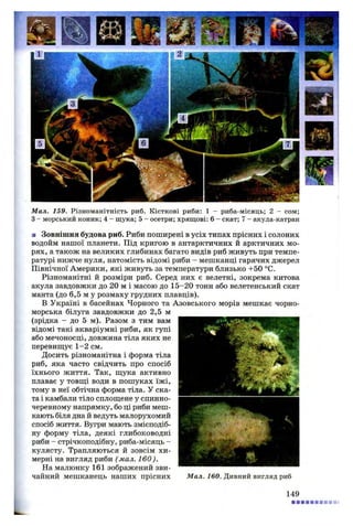 • •
м
Мал. 159. Різноманітність риб. Кісткові риби: 1 - риба-місяць; 2 - сом;
З- морський коник; 4 - щука; 5 - осетри; хрящові: 6 - скат; 7 - акула-катран
■ Зовнішня будова риб. Риби поширені в усіх типах прісних і солоних
водойм нашої планети. Під кригою в антарктичних й арктичних мо­
рях, а також на великих глибинах багато видів риб живуть при темпе­
ратурі нижче нуля, натомість відомі риби - мешканці гарячих джерел
Північної Америки, які живуть за температури близько +50 °С.
Різноманітні й розміри риб. Серед них є велетні, зокрема китова
акула завдовжки до 20 м і масою до 15-20 тонн або велетенський скат
манта (до 6,5 м у розмаху грудних плавців).
В Україні в басейнах Чорного та Азовського морів мешкає чорно­
морська білуга завдовжки до 2,5 м
(зрідка - до 5 м). Разом з тим вам
відомі такі акваріумні риби, як гупі
або мечоносці, довжина тіла яких не
перевищує 1-2 см.
Досить різноманітна і форма тіла
риб, яка часто свідчить про спосіб
їхнього життя. Так, щука активно
плаває у товщі води в пошуках їжі,
тому в неї обтічна форма тіла. У ска­
та і камбали тіло сплощене у спинно-
черевному напрямку, бо ці риби меш­
кають біля дна й ведуть малорухомий
спосіб життя. Вугри мають змієподіб­
ну форму тіла, деякі глибоководні
риби - стрічкоподібну, риба-місяць -
кулясту. Трапляються й зовсім хи­
мерні на вигляд риби ( мал. 160).
На малюнку 161 зображений зви­
чайний мешканець наших прісних Мал. 160. Дивний вигляд риб
149
 