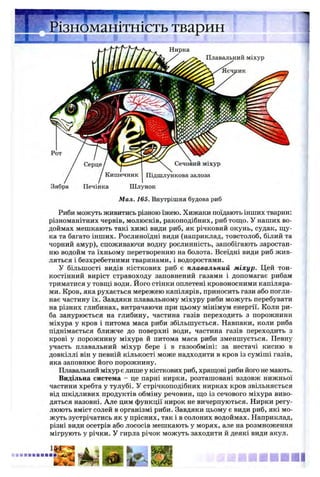 Нирка
Серце
Зябра
Різноманітність тварин
Плавальний міхур
Яєчник
Сечовий міхур
Кишечник j Підшлункова залоза
Печінка Шлунок
1
Мал. 165. Внутрішня будова риб
Риби можуть живитись різною їжею. Хижаки поїдають інших тварин:
різноманітних червів, молюсків, ракоподібних, риб тощо. У наших во­
доймах мешкають такі хижі види риб, як річковий окунь, судак, щу­
ка та багато інших. Рослиноїдні види (наприклад, товстолоб, білий та
чорний амур), споживаючи водну рослинність, запобігають заростан­
ню водойм та їхньому перетворенню на болота. Всеїдні види риб жив­
ляться і безхребетними тваринами, і водоростями.
У більшості видів кісткових риб є плавальний міхур. Цей тон­
костінний виріст стравоходу заповнений газами і допомагає рибам
триматися у товщі води. Його стінки оплетені кровоносними капіляра­
ми. Кров, яка рухається мережею капілярів, приносить гази або погли­
нає частину їх. Завдяки плавальному міхуру риби можуть перебувати
на різних глибинах, витрачаючи при цьому мінімум енергії. Коли ри­
ба занурюється на глибину, частина газів переходить з порожнини
міхура у кров і питома маса риби збільшується. Навпаки, коли риба
піднімається ближче до поверхні води, частина газів переходить з
крові у порожнину міхура й питома маса риби зменшується. Певну
участь плавальний міхур бере і в газообміні: за нестачі кисню в
довкіллі він у певній кількості може надходити в кров із суміші газів,
яка заповнює його порожнину.
Плавальний міхур є лише у кісткових риб, хрящові риби його не мають.
Видільна система - це парні нирки, розташовані вздовж нижньої
частини хребта у тулубі. У стрічкоподібних нирках кров звільняється
від шкідливих продуктів обміну речовин, що із сечового міхура виво­
дяться назовні. Але цим функції нирок не вичерпуються. Нирки регу­
люють вміст солей в організмі риби. Завдяки цьому є види риб, які мо­
жуть зустрічатись як у прісних, так і в солоних водоймах. Наприклад,
різні види осетрів або лососів мешкають у морях, але на розмноження
мігрують у річки. У гирла річок можуть заходити й деякі види акул.
4S * О . * • » ■ ■ ■ ■ ■
 