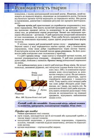 ізноманітність тварин
і . і 1
поведінки, у ньому розташований нюховий центр. М озочок, який на­
лежить до заднього відділу, відповідає за узгодженість рухів. Сигнали
від багатьох органів чуттів надходять до середнього мозку. Він разом
із проміжним, довгастим і спинним регулює всі процеси життєдіяль­
ності.
Органи чуттів риб пристосовані до сприйняття подразників у вод­
ному середовищі. Очі мають кулястий прозорий кришталик - лінзу,
що заломлює промені світла та концентрує їх на внутрішній обо­
лонці ока, де розміщені зорові рецептори. Ззовні око захищене про­
зорою оболонкою - рогівкою. У риб кришталик нездатний змінювати
ні своє положення, ні свою форму. Тому риби бачать предмети пере­
важно на невеликих відстанях, однак здатні розрізняти їхню форму
та колір.
У кістках черепа риб розміщений орган слуху - внутрішнє вухо.
Звукові хвилі у воді передаються значно краще, ніж у повітряному
середовищі, тому вони добре сприймаються через кістки черепа.
З внутрішнім вухом пов’язаний також орган рівноваги. За його допо­
могою риба контролює своє положення у просторі.
Є в риб і органи нюху - пара капсул у передній частині голови, які
назовні відкриваються отворами - ніздрями. У риб нюх розвинений
дуже добре, особливо у хижаків. Органи смаку розташовані переважно
на язиці.
Але найважливішу роль у житті риб відіграє бічна лінія. Це вузькі
канальці, заповнені рідиною, які тягнуться уздовж боків тіла під лус­
кою (мал. 168). Із зовнішнім середо­
вищем вони сполучаються за допо­
могою отворів у лусці. На дні каналь-
ців розташовані рецептори, здатні
сприймати напрямок і швидкість
течії. Тому навіть сліпі печерні риби
так само добре обходять різні пере­
шкоди, як і види, що мають очі. За
допомогою бічної лінії риби відчува­
ють навіть незначні рухи води і тому
ніколи не натикаються на підводні
предмети, відчувають наближення
інших істот.
Отвір
бічної лінії
Шкіра / Луска
Рецептор Нерв
Мал. 168. Будова бічної лінії риб
П Л Х Щ ІЩ ІТТХР ; ■ teg, ^
/Єменовіслова ffia nOHJUfOHA . Плавальний міхур, зяброві тичинки
та пелюстки, еритроцити, холоднокровні тварини, бічна лінія.
Koftofihconjto головне
Рибам притаманні такі ознаки:
■ крім хорди, закладається ще й кістковий або хрящовий хребет, а
також череп і скелет плавців;
■ наскрізний кишечник, є ротоглоткова порожнина, стравохід,
шлунок, тонкий і товстий відділи кишечнику, печінка та підшлун­
кова залоза;
■ органи виділення - стрічкоподібні нирки;
і
 