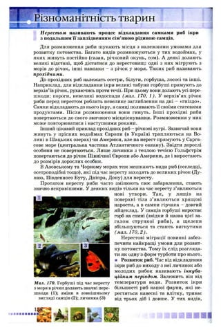 ^^Н БііВіаШ ВнН ш в& аіиВамш мінії щ'■.'г.'”-*' - і-.-^ШімнмЙямчУптмиШіикімян'--'*чг~
Нерест ом називають процес відкладання самками риб ікри
з подальшим її заплідненням сім’яною рідиною самців.
Для розмноження риби шукають місця з належними умовами для
розвитку потомства. Багато видів розмножуються у тих водоймах, у
яких живуть постійно (сазан, річковий окунь, сом). А деякі долають
великі відстані, щоб дістатися до нерестовищ: одні з них мігрують з
морів до річок, інші навпаки - з річок у моря. Таких риб називають
прохідними.
До прохідних риб належать осетри, білуги, горбуша, лососі та інші.
Наприклад, для відкладання ікри великі табуни горбуші прямують до
верхів’їв річок, рухаючись проти течії. При цьому вони долають усі пере­
шкоди: пороги, невеликі водоспади (мал. 170, 1). У верхів’ях річок
риби перед нерестом роблять невелике заглиблення на дні - «гніздо».
Самки відкладають до нього ікру, а самці поливають її своїми статевими
продуктами. Після розмноження вони гинуть. Інші прохідні риби
повертаються до свого звичного місцеіснування. Розмноження у них
може повторюватися і наступними роками.
Інший цікавий приклад прохідних риб - річкові вугрі. Зазвичай вони
живуть у прісних водоймах Європи (в Україні трапляються на Во­
лині в Шацьких озерах) чи Америки, але на нерест прямують у Сарга-
сове море (центральна частина Атлантичного океану). Звідти дорослі
особини не повертаються. Лише личинки з теплою течією Гольфстрім
повертаються до річок Північної Європи або Америки, де і виростають
до розмірів дорослих особин.
В Азовському та Чорному морях теж мешкають види риб (оселедці,
осетроподібні тощо), які під час нересту заходять до великих річок (Ду­
наю, Південного Бугу, Дніпра, Дону) для нересту.
Протягом нересту риби часто змінюють своє забарвлення, стають
значно яскравішими. У деяких видів тільки на час нересту з’являються
нові утвори. Так, у лящів на
поверхні тіла з’являються хрящові
нарости, а в самки гірчака - довгий
яйцеклад. У самців горбуші виростає
горб на спині (звідки й назва цієї за­
галом стрункої риби), а щелепи
збільшуються та стають вигнутими
(мал. 170, 2).
Нерестові міграції повинні забез­
печити найкращі умови для розвит­
ку потомства. Тому їх слід розгляда­
ти як одну з форм турботи про нього.
■ Розвиток риб. Час від відкладення
ікри риб до виходу з неї личинок або
молодих рибок називають інкуба­
ційним періодом. Залежить він від
температури води. Розвиток ікри
більшості риб нашої фауни, які не­
рестяться навесні та влітку, триває
від трьох діб і довше. У тих видів,
лзноманггність тварин
Мал. 170. Горбуші під час нересту
з моря в річки долають значні пере­
шкоди (1); зміни в зовнішньому
вигляді самців (2); личинка (3)
 