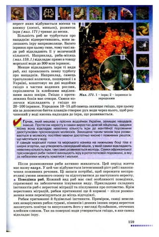 нерест яких відбувається восени та
взимку (лососі, миньок), розвиток
ікри (мал. 171) триває до весни.
Більшість риб не турбується про
нащадків: віднерестившись, вони за­
лишають ікру напризволяще. Багато
ікринок при цьому гине, тому такі ви­
ди риб відкладають її у величезній
кількості. Наприклад, риба-місяць
(мал. 159,1) відкладає прямо в товщу
морської води до 300 млн ікринок.
Менше відкладають ікри ті види
риб, які проявляють певну турботу
про нащадків. Наприклад, самець
триголкової колючки, поширеної і в
Україні, влаштовує на дні водойми
гніздо з частин водяних рослин,
скріплюючи їх клейкими виділен­
нями залоз шкіри. Гніздо з проти- Мал. 171. 1 - ікра; 2 - ікринки із
лежних боків має отвори. Самки ко- зародками
лючки відкладають у гніздо по
20-100 ікринок. Упродовж 10-15 діб самець захищає гніздо, при цьому
він за допомогою биття плавців створює рух води через нього, щоб роз­
чинений у воді кисень надходив до ікри, що розвивається.
jLjP Гірчак, який мешкає у прісних водоймах України, захищає нащадків
®г інакше. Протягом нересту в самки виростає довгий яйцеклад, завдяки
якому вона відкладає невелику кількість ікри до мантійної порожнини
двостулкових прісноводних молюсків. Захищена таким чином ікра розви­
вається в молюску, постійно маючи достатньо кисню і поживних решток,
що містяться у воді.
У самців морської голки та морського коника на нижньому боці тіла є
шкірні згортки, що утворюють своєрідний мішок, у який самки відкладають
невелику кількість ікри; там само розвивається молодь. Самки африканської
прісноводної риби тиляпії виношують ікру в ротоглотковій порожнині, в яку
за небезпеки можуть ховатися і мальки.
Після розмноження риби активно живляться. Цей період життя
має назву нагул. У цей час відбувається інтенсивний ріст риб і накопи­
чення поживних речовин. Ці запаси потрібні, щоб пережити неспри­
ятливі умови зимового сезону та підготуватися до наступного нересту.
■ Поведінка риб. Кожний вид риб має свої особливості поведінки,
спрямовані на забезпечення існування виду. Прикладами складних
інстинктів риб є нерестові міграції та піклування про потомство. Крім
нерестових міграцій, рибам притаманні ще й кормові - після розмно­
ження вони переміщуються до місць відгодівлі.
Рибам притаманні й будівельні інстинкти. Приміром, самці невели­
ких акваріумних рибок гурамі, півників і деяких інших перед нерестом
заковтують повітря та випускають його у вигляді бульбашок, оточених
клейким слизом. Так на поверхні води утворюється гніздо, в яке самка
відкладає ікру.
159
 