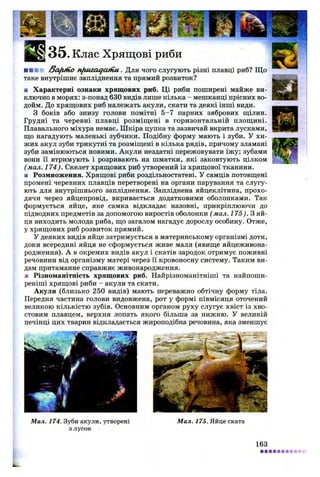 35. Клас Хрящові риби
/За/ипо n ftia a qa ttlu . Для чого слугують різні плавці риб? Що
таке внутрішнє запліднення та прямий розвиток?
■ Характерні ознаки хрящових риб. Ці риби поширені майже ви­
ключно в морях: з-понад 630 видів лише кілька - мешканці прісних во­
дойм. До хрящових риб належать акули, скати та деякі інші види.
З боків або знизу голови помітні 5 -7 парних зябрових щілин.
Грудні та черевні плавці розміщені в горизонтальній площині.
Плавального міхура немає. Шкіра цупка та зазвичай вкрита лусками,
що нагадують маленькі зубчики. Подібну форму мають і зуби. У хи­
жих акул зуби трикутні та розміщені в кілька рядів, причому зламані
зуби замінюються новими. Акули нездатні пережовувати їжу; зубами
вони її втримують і розривають на шматки, які заковтують цілком
(мал. 174). Скелет хрящових риб утворений із хрящової тканини.
■ Розмноження. Хрящові риби роздільностатеві. У самців потовщені
промені черевних плавців перетворені на органи парування та слугу­
ють для внутрішнього запліднення. Запліднена яйцеклітина, прохо­
дячи через яйцепровід, вкривається додатковими оболонками. Так
формується яйце, яке самка відкладає назовні, прикріплюючи до
підводних предметів за допомогою виростів оболонки ( мал. 175). З яй­
ця виходить молода риба, що загалом нагадує дорослу особину. Отже,
у хрящових риб розвиток прямий.
У деяких видів яйце затримується в материнському організмі доти,
доки всередині яйця не сформується живе маля (явище яйцеживона-
родження). А в окремих видів акул і скатів зародок отримує поживні
речовини від організму матері через її кровоносну систему. Таким ви­
дам притаманне справжнє живонародження.
■ Різноманітність хрящових риб. Найрізноманітніші та найпоши­
реніші хрящові риби - акули та скати.
Акули (близько 250 видів) мають переважно обтічну форму тіла.
Передня частина голови видовжена, рот у формі півмісяця оточений
великою кількістю зубів. Основним органом руху слугує хвіст із хво­
стовим плавцем, верхня лопать якого більша за нижню. У великій
печінці цих тварин відкладається жироподібна речовина, яка зменшує
Мал. 174. Зуби акули, утворені
з лусок
М ал. 175. Яйце ската
163
■
 