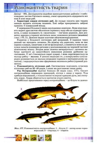 Щ ------------1------------щ-------- ---------------- І ----------1— -
Різноманітність тварин
■■llllllllllli і і її •
Дніпрі - 80). Досліджуючи водойми важкодоступних районів і глибо­
ководних частин Світового океану, вчені продовжують відкривати все
нові й нові види риб.
а Характерні ознаки кісткових риб. До складу скелета цих тварин
завжди входить кісткова тканина. їхні зябра прикривають зяброві
кришки. Є плавальний міхур.
У переважної більшості видів запліднення зовнішнє. Вони відклада­
ють вкриті драглистою оболонкою ікринки у воду або на підводні пред­
мети, а самці поливають їх «молочком» - сім’яною рідиною. Для роз­
витку зародка в ікринці міститься запас поживних речовин (жовток)
(мал. 170, 3). Деяким видам властиве яйцеживонародження.
Розвиток у більшості кісткових риб непрямий. З ікринки через
деякий час виходить личинка. На відміну від дорослих, вона не має
парних плавців, кишечник в неї не функціонує, а живиться вона за ра­
хунок запасів поживних речовин у розташованому на черевній частині
жовтковому мішку. Згодом запас жовтка вичерпується і личинка на­
буває здатності до самостійного живлення різними дрібними ор­
ганізмами. У неї з’являються парні плавці, і вона перетворюється на
молоду рибку - малька. У деяких видів (як-от, у акваріумних гупі) за­
родок розвивається до малька всередині ікринки в материнському ор­
ганізмі, і народжується вже сформована маленька рибка (прямий роз­
виток).
■ Різноманітність кісткових риб. Систематики поділяють сучасних
кісткових риб на 30-40 рядів, з яких ми розглянемо лише деякі.
Ряд Осетроподібні налічує близько 25 видів (мал. 177). Скелет
осетроподібних переважно хрящовий, кістки є лише у черепі. Тіла
хребців нерозвинені, є тільки нижні та верхні хрящові дуги, які оточу­
ють хорду. Хорда зберігається протягом усього життя.
Найбільші представники серед осетроподібних - це білуга та далеко-
Мал. 177. Різноманітність осетроподібних: 1 - білуга; 2 - осетер азово-чорно-
морський; 3 - стерлядь; 4 - севрюга
II
 