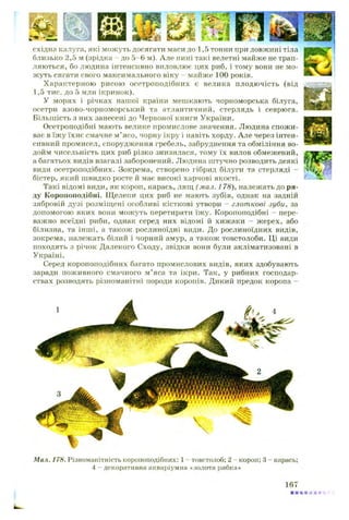 східна Калуга, які можуть досягати маси до 1,5 тонни при довжині тіла
близько 2,5 м (зрідка - до 5-6 м). Але нині такі велетні майже не трап­
ляються, бо людина інтенсивно виловлює цих риб, і тому вони не мо­
жуть сягати свого максимального віку - майже 100 років.
Характерною рисою осетроподібних є велика плодючість (від
1,5 тис. до 5 млн ікринок).
У морях і річках нашої країни мешкають чорноморська білуга,
осетри азово-чорноморський та атлантичний, стерлядь і севрюга.
Більшість з них занесені до Червоної книги України.
Осетроподібні мають велике промислове значення. Людина спожи­
ває в їжу їхнє смачне м’ясо, чорну ікру і навіть хорду. Але через інтен­
сивний промисел, спорудження гребель, забруднення та обміління во­
дойм чисельність цих риб різко знизилася, тому їх вилов обмежений,
а багатьох видів взагалі заборонений. Людина штучно розводить деякі
види осетроподібних. Зокрема, створено гібрид білуги та стерляді - |
бістер, який швидко росте й має високі харчові якості.
Такі відомі види, як короп, карась, лящ (мал. 178), належать до ря­
ду Коропоподібні. Щелепи цих риб не мають зубів, однак на задній
зябровій дузі розміщені особливі кісткові утвори - глоткові зуби, за
допомогою яких вони можуть перетирати їжу. Коропоподібні - пере­
важно всеїдні риби, однак серед них відомі й хижаки - жерех, або
білизна, та інші, а також рослиноїдні види. До рослиноїдних видів,
зокрема, належать білий і чорний амур, а також товстолоби. Ці види
походять з річок Далекого Сходу, звідки вони були акліматизовані в
Україні.
Серед коропоподібних багато промислових видів, яких здобувають
заради поживного смачного м’яса та ікри. Так, у рибних господар­
ствах розводять різноманітні породи коропів. Дикий предок коропа -
Мал. 178. Різноманітність коропоподібних: 1 - товстолоб; 2 - короп; 3 - карась;
4 - декоративна акваріумна «золота рибка»
 