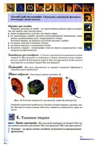 іТ і П ГГ1..П .111П
Ключові слова tfia понлгіііїія. Глікокалікс, псевдоподії, фагоцитоз,
мітохондрії, травні вакуолі.
fcofioinico nfio головне
Тварини, рослини та гриби - це представники різних царств еукаріо-
тів, які мають такі спільні риси:
■ вони складаються з клітин, що мають ядра;
■ їм притаманні подібні процеси життєдіяльності (живлення, виді­
лення, розмноження, ріст, подразливість тощо).
Клітини тварин, на відміну від клітин рослин і грибів:
■ не мають щільної клітинної стінки;
■ не мають вакуоль з клітинним соком;
■ більшість тварин - гетеротрофи: вони не мають хлоропластів і тому
нездатні до фотосинтезу.
Запит ання С/ЛЛ /СОН/И^ЮЛЮ. 1 . 3 яких компонентів складаються клітини
тварин? 2. Що спільного та відмінного у будові оболонки клітин тварин,
рослин і грибів? 3. Які функції ядра? 4. Що таке фагоцитоз? 5. Які вакуолі
трапляються в клітинах тварин? Які їхні функції?
Л ол а /гк^и іп е. Яка роль збереження та передачі спадкової інформації в
існуванні видів організмів?
Ш <ф н е З авданн я . Розгляньте уважно малюнок 16.
Мал. 16. Клітини тварини (1), рослини (2), гриба (3), бактерії (4)
Спробуйте визначити розбіжності в будові клітини тварини, рослини, гри­
ба і бактерії за таким планом: оболонка, наявність хлоропластів, ядра, ва­
куоль.
4 . Тканини тварин
■ ■■■ /За/itno nfiuiaqatnu . Які рослини належать до вищих? Які ти­
пи тканин властиві рослинам? Які їхні функції? Щ о таке фагоцитоз?
Тканина - це група клітин, подібних за будовою та виконуваними
функціями.
17
 