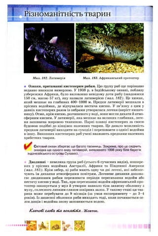 Різноманітність тварин
#
І '• . І У ^ ’
4 V ' - v V ,ї -А»
Мал. 182. Латимерія Мал. 183. Африканський протоптер
■ Ознаки, притаманні кистеперим рибам. Цю групу риб ще порівняно
недавно вважали вимерлою. У 1938 р. в Індійському океані, поблизу
узбережжя Африки, було виловлено невідому доти рибу (завдовжки
150 см, масою 57 кг), яку назвали латимерією (мал. 182). Це хижак,
який мешкає на глибинах 400-1000 м. Предки латимерії мешкали в
прісних водоймах, де відчувалася нестача кисню. У зв’язку з цим у
давніх кистеперих разом із зябрами утворилася легеня (виріст кишеч­
нику). Отже, крім кисню, розчиненого у воді, вони могли дихати й атмо­
сферним киснем. У латимерії, яка мешкає на великих глибинах, леге­
ня заповнена жировою тканиною. Парні плавці кистеперих за своєю
будовою подібні до кінцівок наземних тварин. Це давало можливість
предкам латимерії виходити на суходіл і переповзати з однієї водойми
в іншу. Викопних кистеперих риб учені вважають предками наземних
хребетних тварин.
Світовий океан зберігає ще багато таємниць. Зокрема, про це свідчить
знахідка ще одного виду латимерій, виявленого 1998 року біля берегів
індонезійського острова Сулавесі.
Дводишні - невелика група риб (усього б сучасних видів), пошире­
них у прісних водоймах Австралії, Африки та Південної Америки
(мал. 183). Крім зябер, ці риби мають одну чи дві легені, які забезпе­
чують їм дихання атмосферним повітрям. Легеневе дихання допома­
гає дводишним рибам переживати періоди пересихання водойм або
нестачу кисню у воді. Так, при пересиханні водойм африканський про­
топтер закопується у мул й утворює навколо тіла захисну оболонку з
мулу, склеєного липким слизом шкірних залоз. У такому стані ця тва­
рина може перебувати до 9 місяців (за умов експерименту - до 3-4
років). Із захисної оболонки риби виходять тоді, коли починається се­
зон дощів і водойма знову заповнюється водою.
Ключові слова (па поня/піил . Жовток.
 