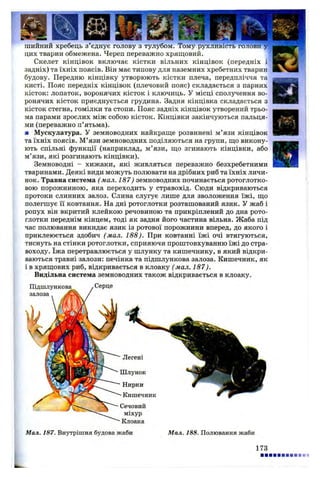 шийний хребець з’єднує голову з тулубом. Тому рухливість голови у
цих тварин обмежена. Череп переважно хрящовий.
Скелет кінцівок включає кістки вільних кінцівок (передніх і
задніх) та їхніх поясів. Він має типову для наземних хребетних тварин
будову. Передню кінцівку утворюють кістки плеча, передпліччя та
кисті. Пояс передніх кінцівок (плечовий пояс) складається з парних
кісток: лопаток, воронячих кісток і ключиць. У місці сполучення во­
ронячих кісток приєднується грудина. Задня кінцівка складається з
кісток стегна, гомілки та стопи. Пояс задніх кінцівок утворений трьо­
ма парами зрослих між собою кісток. Кінцівки закінчуються пальця­
ми (переважно п’ятьма).
■ Мускулатура. У земноводних найкраще розвинені м’язи кінцівок
та їхніх поясів. М’язи земноводних поділяються на групи, що викону­
ють спільні функції (наприклад, м’язи, що згинають кінцівки, або
м’язи, які розгинають кінцівки).
Земноводні - хижаки, які живляться переважно безхребетними
тваринами. Деякі види можуть полювати на дрібних риб та їхніх личи­
нок. Травна система ( мал. 187) земноводних починається ротоглотко-
вою порожниною, яка переходить у стравохід. Сюди відкриваються
протоки слинних залоз. Слина слугує лише для зволоження їжі, що
полегшує її ковтання. На дні ротоглотки розташований язик. У жаб і
ропух він вкритий клейкою речовиною та прикріплений до дна рото­
глотки переднім кінцем, тоді як задня його частина вільна. Жаба під
час полювання викидає язик із ротової порожнини вперед, до якого і
приклеюється здобич (мал. 188). При ковтанні їжі очі втягуються,
тиснуть на стінки ротоглотки, сприяючи проштовхуванню їжі до стра­
воходу. їжа перетравлюється у шлунку та кишечнику, в який відкри­
ваються травні залози: печінка та підшлункова залоза. Кишечник, як
і в хрящових риб, відкривається в клоаку (мал. 187).
Видільна система земноводних також відкривається в клоаку.
_____ Серце
залоза ,
Легені
Шлунок
Нирки
Кишечник
Сечовий
міхур
Клоака
Мал. 187. Внутрішня будова жаби Мал. 188. Полювання жаби
173
 