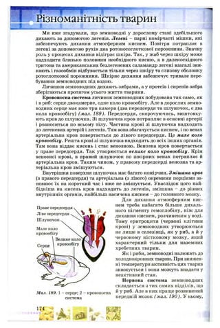 Ми вже згадували, що земноводні у дорослому стані здебільшого
дихають за допомогою легенів. Легені - парні комірчасті мішки, які
забезпечують дихання атмосферним киснем. Повітря потрапляє в
легені за допомогою рухів дна ротоносоглоткової порожнини. Значну
роль у процесах дихання відіграє шкіра. Так, у жаб через шкіру може
надходити близько половини необхідного кисню, а в далекосхідного
тритона та американських безлегеневих саламандр легені взагалі зни­
кають і газообмін відбувається тільки через шкіру та слизову оболонку
ротоглоткової порожнини. Шкірне дихання забезпечує тривале пере­
бування земноводних під водою.
Личинки земноводних дихають зябрами, а у протеїв і сиренів зябра
зберігаються протягом усього життя тварини.
Кровоносна система личинок земноводних побудована так само, як
і в риб: серце двокамерне, одне коло кровообігу. Але в дорослих земно­
водних серце має вже три камери (два передсердя та шлуночок, є два
кола кровообігу) (мал. 189). Передсердя, скорочуючись, виштовху­
ють кров до шлуночка. Зі шлуночка кров потрапляє в основні артерії
і розноситься по всьому тілу. Частина крові зі шлуночка надходить
до легеневих артерій і легенів. Там вона збагачується киснем, і по венах
артеріальна кров повертається до лівого передсердя. Це мале коло
кровообігу. Решта крові зі шлуночка надходить до всіх інших органів.
Там вона віддає кисень і стає венозною. Венозна кров повертається
у праве передсердя. Так утворюється велике коло кровообігу. Крім
венозної крові, в правий шлуночок по шкірних венах потрапляє й
артеріальна кров. Таким чином, у правому передсерді венозна та ар­
теріальна кров змішуються.
Внутрішня поверхня шлуночка має багато комірчин. Змішана кров
(з правого передсердя) та артеріальна (з лівого) окремими порціями за­
повнює їх на короткий час і вже не змішується. Унаслідок цого най-
бідніша на кисень кров надходить до легенів, змішана - до різних
внутрішніх органів, найбільш насичена киснем - до головного мозку.
Мал. 189.1 - серце; 2 - кровоносна й у риб. Але в них краще розвинений
Для дихання атмосферним кис­
нем треба набагато більше дихаль­
ного пігменту гемоглобіну, ніж для
дихання киснем, розчиненим у воді.
Тому еритроцити (червоні клітини
крові) у земноводних утворюються
не лише в селезінці, як у риб, а й у
червоному кістковому мозку, який
характерний тільки для наземних
хребетних тварин.
Як і риби, земноводні належать до
холоднокровних тварин. При знижен­
ні температури активність цих тварин
знижується і вони можуть впадати у
неактивний стан.
Нервова система земноводних
складається з тих самих відділів, що
система передній мозок ( мал. 190). У ньому,
 