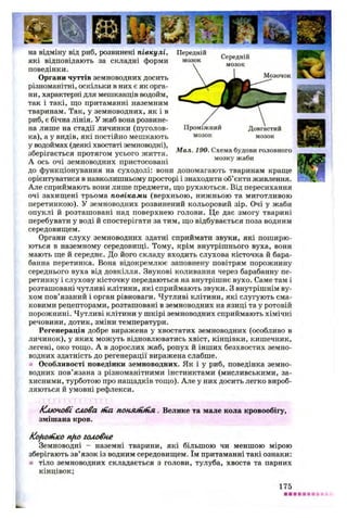 Проміжний
мозок
Мал. 190. Схема будови головного
мозку жаби
на відміну від риб, розвинені півкулі,
які відповідають за складні форми
поведінки.
Органи чуттів земноводних досить
різноманітні, оскільки в них є як орга­
ни, характерні для мешканців водойм,
так і такі, що притаманні наземним
тваринам. Так, у земноводних, як і в
риб, є бічна лінія. У жаб вона розвине­
на лише на стадії личинки (пуголов­
ка), а у видів, які постійно мешкають
у водоймах (деякі хвостаті земноводні),
зберігається протягом усього життя.
А ось очі земноводних пристосовані
до функціонування на суходолі: вони допомагають тваринам краще
орієнтуватися в навколишньому просторі і знаходити об’єкти живлення.
Але сприймають вони лише предмети, що рухаються. Від пересихання
очі захищені трьома повіками (верхньою, нижньою та миготливою
перетинкою). У земноводних розвинений кольоровий зір. Очі у жаби
опуклі й розташовані над поверхнею голови. Це дає змогу тварині
перебувати у воді й спостерігати за тим, що відбувається поза водним
середовищем.
Органи слуху земноводних здатні сприймати звуки, які поширю­
ються в наземному середовищі. Тому, крім внутрішнього вуха, вони
мають ще й середнє. До його складу входить слухова кісточка й бара­
банна перетинка. Вона відокремлює заповнену повітрям порожнину
середнього вуха від довкілля. Звукові коливання через барабанну пе­
ретинку і слухову кісточку передаються на внутрішнє вухо. Саме там і
розташовані чутливі клітини, які сприймають звуки. З внутрішнім ву­
хом пов’язаний і орган рівноваги. Чутливі клітини, які слугують сма­
ковими рецепторами, розташовані в земноводних на язиці та у ротовій
порожнині. Чутливі клітини у шкірі земноводних сприймають хімічні
речовини, дотик, зміни температури.
Регенерація добре виражена у хвостатих земноводних (особливо в
личинок), у яких можуть відновлюватись хвіст, кінцівки, кишечник,
легені, око тощо. А в дорослих жаб, ропух й інших безхвостих земно­
водних здатність до регенерації виражена слабше.
Особливості поведінки земноводних. Як і у риб, поведінка земно­
водних пов’язана з різноманітними інстинктами (мисливськими, за­
хисними, турботою про нащадків тощо). Але у них досить легко вироб­
ляються й умовні рефлекси.
Ключові слова (на понлміпія. Велике та мале кола кровообігу,
змішана кров.
Kofiotritco nfto головне
Земноводні - наземні тварини, які більшою чи меншою мірою
зберігають зв’язок із водним середовищем. їм притаманні такі ознаки:
■ тіло земноводних складається з голови, тулуба, хвоста та парних
кінцівок;
175
 