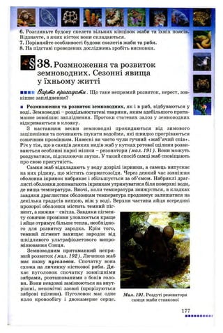 6. Розгляньте будову скелета вільних кінцівок жаби та їхніх поясів.
Відзначте, з яких кісток вони складаються.
7. Порівняйте особливості будови скелетів жаби та риби.
8. На підставі проведених досліджень зробіть висновки.
3 8 . Розмноження та розвиток
земноводних. Сезонні явища
у їхньому житті
ВВИВ 3a fifn o nfiuiaqatnu . Щ о таке непрямий розвиток, нерест, зов­
нішнє запліднення?
■ Розмноження та розвиток земноводних, як і в риб, відбуваються у
воді. Земноводні - роздільностатеві тварини, яким здебільшого прита­
манне зовнішнє запліднення. Протоки статевих залоз у земноводних
відкриваються в клоаку.
З настанням весни земноводні прокидаються від зимового
заціпеніння та починають шукати водойми, які швидко прогріваються
сонячним промінням. Навесні ви часто чули гучний «жаб’ячий спів».
Річ у тім, що в самців деяких видів жаб у кутках ротової щілини розви­
ваються особливі парні мішки - резонатори ( мал. 191). Вони можуть
роздуватися, підсилюючи звуки. У такий спосіб самці жаб сповіщають
про свою присутність.
Самки жаб відкладають у воду дозрілі ікринки, а самець випускає
на них рідину, що містить сперматозоїди. Через деякий час зовнішня
оболонка ікринок набрякає і збільшується за об’ємом. Набряклі драг­
листі оболонки допомагають ікринкам утримуватися біля поверхні води,
де вища температура. Вночі, коли температура знижується, в кладках
завдяки драглистим оболонкам температура продовжує залишатися на
декілька градусів вищою, ніж у воді. Верхня частина яйця всередині
прозорої оболонки містить темний піг­
мент, а нижня - світла. Завдяки пігмен­
ту сонячне проміння уловлюється краще
і яйце отримує більше тепла, необхідно­
го для розвитку зародка. Крім того,
темний пігмент захищає зародок від
шкідливого ультрафіолетового випро­
мінювання Сонця.
Земноводним притаманний непря­
мий розвиток ( мал. 192). Личинка жаб
має назву пуголовок. Спочатку вона
схожа на личинку кісткової риби. Ди­
хає пуголовок спочатку зовнішніми
зябрами, розташованими з боків голо­
ви. Вони невдовзі замінюються на внут­
рішні, непомітні ззовні (прорізуються
зяброві щілини). Пуголовок має одне Мал. 191. Роздуті резонатори
коло кровообігу і двокамерне серце. самця жаби ставкової
177
 
