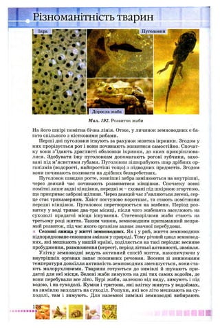 Різноманітність тварин
Пуголовки
Доросла жаба
Мал. 192. Розвиток жаби
На його шкірі помітна бічна лінія. Отже, у личинок земноводних є ба­
гато спільного з кістковими рибами.
Перші дні пуголовки існують за рахунок жовтка ікринки. Згодом у
них прорізується рот і вони починають живитися самостійно. Спочат­
ку вони з’їдають драглисті оболонки ікринки, до яких прикріплюва­
лися. Здобувати їжу пуголовкам допомагають рогові зубчики, захо­
вані під м ’ясистими губами. Пуголовки зішкрябують шар дрібних ор­
ганізмів (водорості, найпростіші тощо) з підводних предметів. Згодом
вони починають полювати на дрібних безхребетних.
Пуголовок швидко росте, зовнішні зябра замінюються на внутрішні,
через деякий час починають розвиватися кінцівки. Спочатку зовні
помітні лише задні кінцівки, передні ж - сховані під шкірною згорткою,
що прикриває зяброві щілини. Через деякий час з’являються легені, сер­
це стає трикамерним. Хвіст поступово коротшає, та стають помітними
передні кінцівки. Пуголовок перетворюється на жабеня. Період роз­
витку у воді триває два-три місяці, після чого жабенята заселюють на
суходолі придатні місця існування. Статевозрілими жаби стають на
третьому році життя. Таким чином, земноводним притаманний непря­
мий розвиток, під час якого організм зазнає значної перебудови.
ш Сезонні явища у житті земноводних. Як і у риб, життя земноводних
підпорядковане сезонним змінам у природі. Тому річний цикл земновод­
них, які мешкають у нашій країні, поділяється на такі періоди: весняне
пробудження, розмноження (нерест), період літньої активності, зимівля.
Улітку земноводні ведуть активний спосіб життя, накопичуючи у
внутрішніх органах запас поживних речовин. Восени зі зниженням
температури довкілля активність земноводних зменшується, вони ста­
ють малорухливими. Тварини готуються до зимівлі й шукають при­
датні для неї місця. Зелені жаби зимують на дні тих самих водойм, де
вони перебували все літо. Бурі жаби, залежно від виду, зимують і під
водою, і на суходолі. Кумки і тритони, які влітку живуть у водоймах,
на зимівлю виходять на суходіл. Ропухи, які все літо мешкають на су­
ходолі, там і зимують. Для наземної зимівлі земноводні вибирають
 