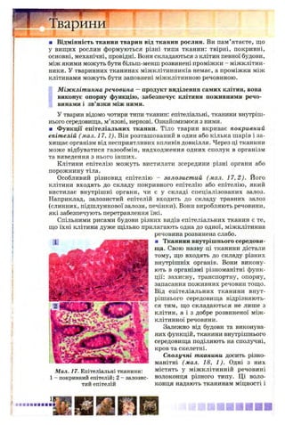 Тварини
■ Відмінність тканин тварин від тканин рослин. Ви пам’ятаєте, що
у вищих рослин формуються різні типи тканин: твірні, покривні,
основні, механічні, провідні. Вони складаються з клітин певної будови,
між якими можуть бути більш-менш розвинені проміжки - міжклітин­
ники. У тваринних тканинах міжклітинників немає, а проміжки між
клітинами можуть бути заповнені міжклітинною речовиною.
Міжклітинна речовина - продукт виділення самих клітин, вона
виконує опорну функцію, забезпечує клітини поживними речо­
винами і зв’язки між ними.
У тварин відомо чотири типи тканин: епітеліальні, тканини внутріш­
нього середовища, м’язові, нервові. Ознайомимося з ними.
■ Функції епітеліальних тканин. Тіло тварин вкриває покривний
епітелій ( мал. 17,1). Він розташований в один або кілька шарів і за­
хищає організм від несприятливих впливів довкілля. Через ці тканини
може відбуватися газообмін, надходження одних сполук в організм
та виведення з нього інших.
Клітини епітелію можуть вистилати зсередини різні органи або
порожнину тіла.
Особливий різновид епітелію - залозистий (мал. 17,2). Його
клітини входять до складу покривного епітелію або епітелію, який
вистилає внутрішні органи, чи є у складі спеціалізованих залоз.
Наприклад, залозистий епітелій входить до складу травних залоз
(слинних, підшлункової залози, печінки). Вони виробляють речовини,
які забезпечують перетравлення їжі.
Спільними рисами будови різних видів епітеліальних тканин є те,
що їхні клітини дуже щільно прилягають одна до одної, міжклітинна
речовина розвинена слабо.
■ Тканини внутрішнього середови­
ща. Свою назву ці тканини дістали
тому, що входять до складу різних
внутрішніх органів. Вони викону­
ють в організмі різноманітні функ­
ції: захисну, транспортну, опорну,
запасання поживних речовин тощо.
Від епітеліальних тканини внут­
рішнього середовища відрізняють­
ся тим, що складаються не лише з
клітин, а і з добре розвиненої між­
клітинної речовини.
Залежно від будови та виконува­
них функцій, тканини внутрішнього
середовища поділяють на сполучні,
кров та скелетні.
Сполучні тканини досить різно­
манітні (мал. 18, 1). Одні з них
містять у міжклітинній речовині
волоконця різного типу. Ці воло­
конця надають тканинам міцності і
Мал. 17. Епітеліальні тканини:
1 - покривний епітелій; 2 - залозис­
тий епітелій
 