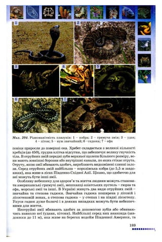 Мал. 204. Різноманітність плазунів: 1 - кобра; 2 - гримуча змія; 3 - удав;
4 - пітон; 5 - вуж звичайний; 6 -гадюка; 7 - ефа
повіки приросли до поверхні ока. Хребет складається з великої кількості
хребців (до 450), грудна клітка відсутня, що забезпечує велику гнучкість
тіла. В отруйних змій передні зуби верхньої щелепи більшого розміру, во­
ни мають зовнішні борозни або внутрішні канали, по яких стікає отрута.
Отруту, якою змії вбивають здобич, виробляють видозмінені слинні зало­
зи. Серед отруйних змій найбільша - королівська кобра (до 5,5 м завдо­
вжки), яка живе в лісах Південно-Східної Азії. Цікаво, що здобиччю для
неї можуть бути інші змії.
Особливу небезпеку для здоров’я та життя людини можуть станови­
ти американські гримучі змії, мешканці азіатських пустель - гюрза та
ефа, морські змії та інші. В Україні живуть два види отруйних змій -
звичайна та степова гадюки. Звичайна гадюка поширена у лісовій і
лісостеповій зонах, а степова гадюка - у степах і на півдні лісостепу.
Укуси гадюк дуже болючі і в деяких випадках можуть бути небезпеч­
ними для життя.
Неотруйні змії вбивають здобич за допомогою зубів або обвиваю­
чись навколо неї (удави, пітони). Найбільші серед них анаконда (зав­
довжки до 11 м), яка живе на берегах водойм Південної Америки, та
189
 