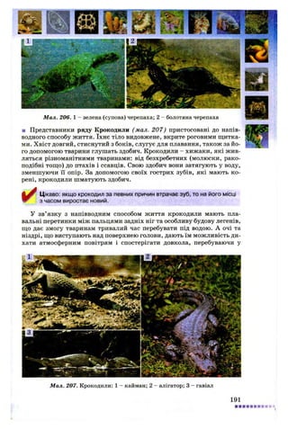 ■ Представники ряду Крокодили (мал. 207) пристосовані до напів-
водного способу життя. їхнє тіло видовжене, вкрите роговими щитка­
ми. Хвіст довгий, стиснутий з боків, слугує для плавання, також за йо­
го допомогою тварини глушать здобич. Крокодили - хижаки, які жив­
ляться різноманітними тваринами: від безхребетних (молюски, рако­
подібні тощо) до птахів і ссавців. Свою здобич вони затягують у воду,
зменшуючи її опір. За допомогою своїх гострих зубів, які мають ко­
рені, крокодили шматують здобич.
Мал. 206. 1 - зелена (супова) черепаха; 2 - болотяна черепаха
Цікаво: якщо крокодил за певних причин втрачає зуб, то на його місці
з часом виростає новий.
У зв’язку з напівводним способом життя крокодили мають пла­
вальні перетинки між пальцями задніх ніг та особливу будову легенів,
що дає змогу тваринам тривалий час перебувати під водою. А очі та
ніздрі, що виступають над поверхнею голови, дають їм можливість ди­
хати атмосферним повітрям і спостерігати довкола, перебуваючи у
М ал. 207. Крокодили: 1 - кайман; 2 - алігатор; 3 - гавіал
191
 
