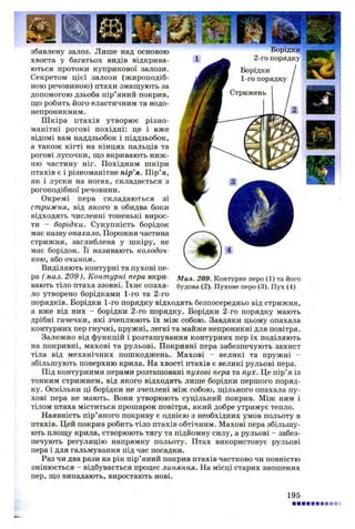 збавлену залоз. Лише над основою Борідки
хвоста у багатьох видів відкрива- 1 2-го П0РЯДКУ
ються протоки куприкової залози.
Секретом цієї залози (жироподіб­
ною речовиною) птахи змащують за
допомогою дзьоба пір’яний покрив,
що робить його еластичним та водо­
непроникним.
Ш кіра птахів утворює різно­
манітні рогові похідні: це і вже
відомі вам наддзьобок і піддзьобок,
а також кігті на кінцях пальців та
рогові лусочки, що вкривають ниж­
ню частину ніг. Похідним шкіри
птахів є і різноманітне пір’я. Пір’я,
як і луски на ногах, складається з
рогоподібної речовини.
Окремі пера складаються зі
стрижня, від якого в обидва боки
відходять численні тоненькі вирос­
ти - борідки. Сукупність борідок
має назву опахало. Порожня частина
стрижня, заглиблена у шкіру, не
має борідок. Її називають колодоч­
кою, або очином.
Виділяють контурні та пухові пе­
ра (мал. 209). Контурні пера вкри­
вають тіло птаха ззовні. їхнє опаха­
ло утворено борідками 1-го та 2-го
порядків. Борідки 1-го порядку відходять безпосередньо від стрижня,
а вже від них - борідки 2-го порядку. Борідки 2-го порядку мають
дрібні гачечки, які зчеплюють їх між собою. Завдяки цьому опахала
контурних пер гнучкі, пружні, легкі та майже непроникні для повітря.
Залежно від функцій і розташування контурних пер їх поділяють
на покривні, махові та рульові. Покривні пера забезпечують захист
тіла від механічних пошкоджень. Махові - великі та пружні -
збільшують поверхню крила. На хвості птахів є великі рульові пера.
Під контурними перами розташовані пухові пера та пух. Це пір’я із
тонким стрижнем, від якого відходять лише борідки першого поряд­
ку. Оскільки ці борідки не зчеплені між собою, щільного опахала пу­
хові пера не мають. Вони утворюють суцільний покрив. Між ним і
тілом птаха міститься прошарок повітря, який добре утримує тепло.
Наявність пір’яного покриву є однією з необхідних умов польоту в
птахів. Цей покрив робить тіло птахів обтічним. Махові пера збільшу­
ють площу крила, створюють тягу та підйомну силу, а рульові - забез­
печують регуляцію напрямку польоту. Птах використовує рульові
пера і для гальмування під час посадки.
Раз чи два рази на рік пір’яний покрив птахів частково чи повністю
змінюється - відбувається процес линяння. На місці старих зношених
пер, що випадають, виростають нові.
Мал. 209. Контурне перо (1) та його
будова (2). Пухове перо (3). Пух (4)
195
 