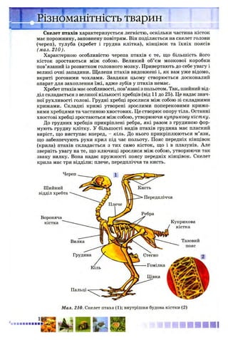 Різноманітність тварин
Скелет птахів характеризується легкістю, оскільки частина кісток
має порожнину, заповнену повітрям. Він поділяється на скелет голови
(череп), тулуба (хребет і грудна клітка), кінцівок та їхніх поясів
(мал. 210).
Характерною особливістю черепа птахів є те, що більшість його
кісток зростаються між собою. Великий об’єм мозкової коробки
пов’язаний із розвитком головного мозку. Привертають до себе увагу і
великі очні западини. Щелепи птахів видовжені і, як вам уже відомо,
вкриті роговими чохлами. Завдяки цьому створюється досконалий
апарат для захоплення їжі, адже зубів у птахів немає.
Хребет птахів має особливості, пов’язані з польотом. Так, шийний від­
діл складається з великої кількості хребців (від 11 до 25). Це надає знач­
ної рухливості голові. Грудні хребці зрослися між собою зі складними
крижами. Складні крижі утворені зрослими поперековими крижо­
вими хребцями та частиною хвостових. Це створює опору тіла. Останні
хвостові хребці зростаються між собою, утворюючи куприкову кістку.
До грудних хребців прикріплені ребра, які разом з грудиною фор­
мують грудну клітку. У більшості видів птахів грудина має плаский
виріст, що виступає вперед, - кіль. До нього прикріплюються м’язи,
що забезпечують рухи крил під час польоту. Пояс передніх кінцівок
(крила) птахів складається з тих само кісток, що і в плазунів. Але
зверніть увагу на те, що ключиці зрослися між собою, утворюючи так
звану вилку. Вона надає пружності поясу передніх кінцівок. Скелет
крила має три відділи: плече, передпліччя та кисть.
Череп
Мал. 210. Скелет птаха (1); внутрішня будова кістки (2)
Шийний
відділ хребта
Кисть
Передпліччя
Куприкова
кістка
Пальці
Гомілка
Вилка
Грудина
Тазовий
пояс
Вороняча
кістка
■ ■ ■ ■ ■ ■ І
 