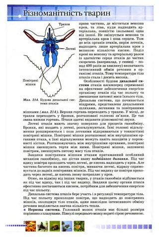 права частина, де міститься венозна
кров, та ліва, куди надходить ар­
теріальна, повністю ізольовані одна
від іншої. Не змішується венозна та
артеріальна кров і поза серцем. Тож
до всіх органів птахів, окрім легенів,
надходить лише артеріальна кров з
великою кількістю кисню. Поділ
крові на венозну та артеріальну разом
із здатністю серця птахів до частих
скорочень (наприклад, у синиці - по­
над 400 разів за хвилину) визначають
інтенсивний обмін речовин в ор­
ганізмі птахів. Тому температура тіла
птахів стала і досить висока.
Особливості будови дихальної си­
стеми птахів насамперед спрямовані
на ефективне забезпечення енергією
організму птахів під час польоту та
зменшення питомої маси їхнього тіла.
Дихальна система, що починається
ніздрями, представлена дихальними
шляхами, легенями та повітряними
мішками (мал. 214). Верхня гортань переходить у трахею. У місці, де
трахея переходить у бронхи, розташовані голосові зв’язки. Це так
звана нижня гортань. Птахи здатні видавати різноманітні звуки.
Легені птахів мають значну поверхню для процесів газообміну.
Бронхи, які входять у легені, розгалужуються. їхні головні відгалу­
ження розширюються і поза легенями відкриваються у тонкостінні
повітряні мішки. Повітряні мішки розташовані між внутрішніми ор­
ганами птаха, а їхні відгалуження можуть навіть заходити у порож­
нисті кістки. Розташовуючись між внутрішніми органами, повітряні
мішки зменшують тертя між ними. Повітряні мішки, заповнені
повітрям, зменшують питому масу тіла птахів.
Завдяки повітряним мішкам птахам притаманний особливий
механізм газообміну, що дістав назву подвійного дихання. Під час
вдиху повітря проходить через легені, де кисень надходить у кров. Але
частина багатого на кисень повітря, минаючи легені, відразу спрямо­
вується до задніх повітряних мішків. Під час видиху це повітря прохо­
дить через легені, де кисень знову потрапляє у кров.
Отже, на відміну від інших тварин, у птахів газообмін відбувається
як під час вдиху, так і під час видиху. Завдяки цьому органи птахів
ефективно постачаються киснем, потрібним для забезпечення енергією
під час польоту.
Дихальна система птахів бере участь і в регуляції температури тіла.
Під час польоту прохолодне повітря, що надходить до повітряних
мішків, охолоджує тіло птахів, адже внаслідок інтенсивного обміну
речовин виділяється значна кількість тепла.
■ Нервова система. Головний мозок птахів має більші розміри
порівняно з плазунами. Півкулі переднього мозку вкриті сірою речовиною.
ізноманітність тварин
ш н н а ї
2 ф
Мал. 214. Будова дихальної сис­
теми птахів
 