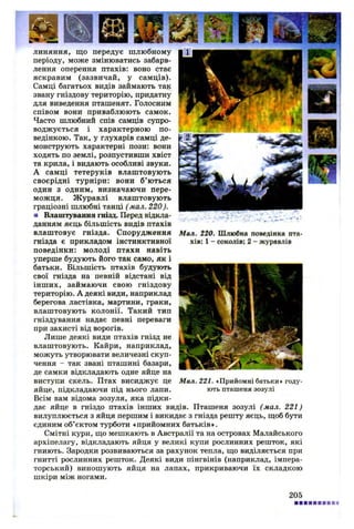 Мал. 220. Шлюбна поведінка пта­
хів: 1 - соколів; 2 - журавлів
линяння, що передує шлюбному
періоду, може змінюватись забарв­
лення оперення птахів: воно стає
яскравим (зазвичай, у самців).
Самці багатьох видів займають так
звану гніздову територію, придатну
для виведення пташенят. Голосним
співом вони приваблюють самок.
Часто шлюбний спів самців супро­
воджується і характерною по­
ведінкою. Так, у глухарів самці де­
монструють характерні пози: вони
ходять по землі, розпустивши хвіст
та крила, і видають особливі звуки.
А самці тетеруків влаштовують
своєрідні турніри: вони б ’ються
один з одним, визначаючи пере­
можця. Журавлі влаштовують
граціозні шлюбні танці ( мал. 220).
■ Влаштування гнізд. Перед відкла­
данням яєць більшість видів птахів
влаштовує гнізда. Спорудження
гнізда є прикладом інстинктивної
поведінки: молоді птахи навіть
уперше будують його так само, як і
батьки. Більшість птахів будують
свої гнізда на певній відстані від
інших, займаючи свою гніздову
територію. А деякі види, наприклад
берегова ластівка, мартини, граки,
влаштовують колонії. Такий тип
гніздування надає певні переваги
при захисті від ворогів.
Лише деякі види птахів гнізд не
влаштовують. Кайри, наприклад,
можуть утворювати величезні скуп­
чення - так звані пташині базари,
де самки відкладають одне яйце на
виступи скель. Птах висиджує це
яйце, підкладаючи під нього лапи.
Всім вам відома зозуля, яка підки­
дає яйце в гніздо птахів інших видів. Пташеня зозулі (мал. 221)
вилуплюється з яйця першим і викидає з гнізда решту яєць, щоб бути
єдиним об’єктом турботи «прийомних батьків».
Смітні кури, що мешкають в Австралії та на островах Малайського
архіпелагу, відкладають яйця у великі купи рослинних решток, які
гниють. Зародки розвиваються за рахунок тепла, що виділяється при
гнитті рослинних решток. Деякі види пінгвінів (наприклад, імпера­
торський) виношують яйця на лапах, прикриваючи їх складкою
шкіри між ногами.
Мал. 221. «Прийомні батьки» году­
ють пташеня зозулі
205
 