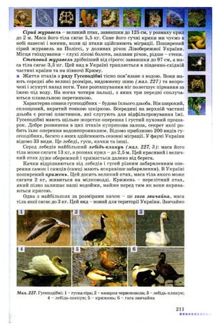 Сірий журавель - великий птах, заввишки до 125 см, у розмаху крил
до 2 м. Маса його тіла сягає 5,5 кг. Саме його гучні крики ми чуємо в
небі навесні і восени, коли ці птахи здійснюють міграції. Поширений
сірий журавель на Поліссі, у долинах річок Лівобережної України.
Місця гніздування - глухі лісові болота, заплави річок, рідше - степи.
Степовий журавель дрібніший від сірого: заввишки до 97 см, а ма­
са тіла сягає 3,5 кг. Цей вид в Україні трапляється в південно-східній
частині країни та на півночі Криму.
■ Життя птахів з ряду Гусеподібні тісно пов’язане з водою. Вони ма­
ють середні або великі розміри, видовжену шию (мал. 227) та вкоро­
чені і зсунуті назад ноги. Таке розташування ніг полегшує пірнання за
їжею під воду. На ногах чотири пальці, з яких три передні сполуча­
ються плавальною перетинкою.
Характерна ознака гусеподібних - будова їхнього дзьоба. Він широкий,
сплощений, вкритий тонкою шкіркою. Всередині на верхній частині
дзьоба є рогові пластинки, які слугують для відфільтровування їжі.
Гусеподібні мають щільне жорстке оперення і густий пуховий проша­
рок. Добре розвинена в цих птахів куприкова залоза, секрет якої ро­
бить їхнє оперення водонепроникним. Відомо приблизно 200 видів гу­
сеподібних, багато з яких здійснюють сезонні міграції. У фауні України
відомо 33 види. Це лебеді, гуси, качки та інші.
Серед лебедів найбільший лебідь-кликун (мал. 227, 3): маса його
тіла може сягати 13 кг, а розмах крил - до 2,5 м. Цей красивий і велич­
ний птах дуже обережний і тримається далеко від берега.
Качки відрізняються від лебедів і гусей різним забарвленням опе­
рення самок і самців (самці мають яскравіше забарвлення). В Україні
поширений крижень. Цей досить великий птах, маса тіла якого може
сягати 2 кг, живиться на мілководді. Крижень - перелітний птах,
який пізно залишає наші водойми, майже перед тим як вони вкрива­
ються кригою.
Одна з найбільших за розмірами качок - це гага звичайна, маса
тіла якої сягає до 3 кг. Цей вид - новий для території України. Звичайно
Мал. 227. Гусеподібні: 1 - гуска сіра; 2 - казарка червоновола; 3 - лебідь-кликун;
4 - лебідь-шипун; 5 - крижень; 6 - гага звичайна
211
 