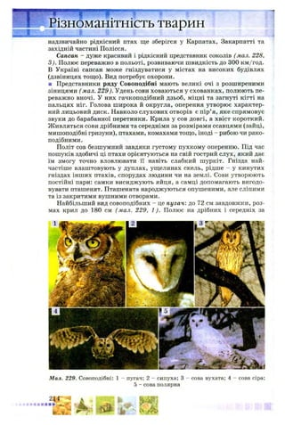 « I
Різноманітність тварин
надзвичайно рідкісний птах ще зберігся у Карпатах, Закарпатті та
західній частині Полісся.
Сапсан —дуже красивий і рідкісний представник соколів (мал. 228,
З). Полює переважно в польоті, розвиваючи швидкість до 300 км/год.
В Україні сапсан може гніздуватися у містах на високих будівлях
(дзвіницях тощо). Вид потребує охорони.
■ Представники ряду Совоподібні мають великі очі з розширеними
зіницями (мал. 229). Удень сови ховаються у схованках, полюють пе­
реважно вночі. У них гачкоподібний дзьоб, міцні та загнуті кігті на
пальцях ніг. Голова широка й округла, оперення утворює характер­
ний лицьовий диск. Навколо слухових отворів є пір’я, яке спрямовує
звуки до барабанної перетинки. Крила у сов довгі, а хвіст короткий.
Живляться сови дрібними та середніми за розмірами ссавцями (зайці,
мишоподібні гризуни), птахами, комахами тощо, іноді - рибою чи рако­
подібними.
Політ сов безшумний завдяки густому пухкому оперенню. Під час
пошуків здобичі ці птахи орієнтуються на свій гострий слух, який дає
їм змогу точно вловлювати її навіть слабкий шуркіт. Гнізда най­
частіше влаштовують у дуплах, ущелинах скель, рідше - у кинутих
гніздах інших птахів, спорудах людини чи на землі. Сови утворюють
постійні пари: самки висиджують яйця, а самці допомагають вигодо­
вувати пташенят. Пташенята народжуються опушеними, але сліпими
та із закритими вушними отворами.
Найбільший вид совоподібних - це пугач: до 72 см завдовжки, роз­
мах крил до 180 см (мал. 229, 1). Полює на дрібних і середніх за
Мал. 229. Совоподібні: 1 - пугач; 2 - сипуха; 3 - сова вухата; 4 - сова сіра;
5 - сова полярна
 