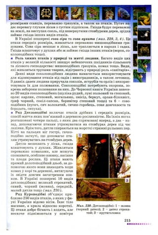 розмірами ссавців, переважно гризунів, а також на птахів. Пугач на-?
дає перевагу глухим лісам з густим підліском. Гнізда будує переважно
на землі, на виступах скель, під вивернутими стовбурами дерев, зрідка
займає гнізда інших видів птахі в. - Я
В Україні поширені сова сіра та сова вухата (мал. 229, З, 4). Це
птахи середніх розмірів, живляться переважно мишоподібними гри­
зунами. Сова сіра мешкає в лісах, але трапляється в парках і садах.
Гнізда влаштовує у дуплах або ж займає гнізда інших птахів (ворон, со­
колоподібних тощо).
■ Роль хижих птахів у природі та житті людини. Багато видів цих
птахів у великій кількості знищує небезпечних шкідників сільського
та лісового господарства: мишоподібних гризунів, комах тощо. Види,
які живляться трупами тварин, відіграють у природі роль «санітарів».
Деякі види соколоподібних людина намагається використовувати
для відлякування птахів від садів і виноградників, а також летовищ.
З давніх-давен людина приручала соколів, яструбів та орлів і викорис­
товувала їх для полювання. Соколоподібні потребують охорони, зо­
крема заборони полювання на них. До Червоної книги України занесе­
но 20 видів соколоподібних (шуліка рудий, луні польовий та степовий,
орли: карлик, степовий, могильник, змієїд, беркут, орлан-білохвіст,
гриф чорний, сокіл-сапсан, боривітер степовий тощо) та 6 - сово­
подібних (пугач, сич волохатий, сичик-горобець, сови довгохвоста та
бородата, сипуха).
■ Ряд Дятлоподібні включає птахів дрібних і середніх розмірів,
спосіб життя яких пов’язаний з деревною рослинністю. На їхніх ногах
розташовані чотири пальці, з яких два спрямовані вперед, а два - на­
зад, допомагаючи птахам утримуватися на стовбурах дерев під час
лазіння. Крім того, дятли спираються на жорсткі стрижні рульових пер.
Кігті на пальцях ніг гострі, гачко-
подібно загнуті, що допомагає пта­
хам утримуватись на стовбурах дерев.
Дятли мешкають у лісах, гнізда
влаштовують у дуплах. Живляться
переважно комахами, але можуть
споживати, особливо взимку, насіння
та плоди рослин. Ці птахи мають
прямий долотоподібний дзьоб, за до­
помогою якого вони знаходять ходи
комах у корі та деревині, витягуючи
їх звідти довгим загостреним язи­
ком. В Україні поширені 10 видів
дятлоподібних: великий строкатий,
сивий, чорний (жовна), середній,
малий дятли тощо ( мал. 230 ).
Ряд Куроподібні об’ єднує при­
близно 250 видів птахів, з яких у фа­
уні України відомо вісім. їхнє тіло
масивне, а крила відносно короткі.
Ці птахи добре бігають і ходять, але
неохоче піднімаються у повітря
Мал. 230. Дятлоподібні: 1 - жовна
(чорний дятел); 2 - дятел строка­
тий; 3 - крутиголовка
215
 