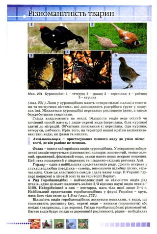 ізноманітність тварин
Мал. 231. Куроподібні: 1 - тетерук; 2 - фазан; 3 - перепілка; 4 - рябчик;
5 - куріпка
(мал. 231). Лапи у куроподібних мають чотири сильні пальці з товсти­
ми та вигнутими кігтями, які допомагають розгрібати ґрунт у пошу­
ках їжі. Живляться куроподібні переважно рослинною їжею, а також
безхребетними тваринами.
Гнізда влаштовують на землі. Більшість видів веде осілий чи
кочівний спосіб життя, і лише окремі види (перепілка, біла куріпка)
здатні до міграцій. Об’єктами полювання є: перепілка, сіра куріпка,
тетеруки, рябчики. Крім того, на території нашої країни акліматизо­
вані такі види, як фазан та кеклик.
Акліматизація — пристосування певного виду до умов місце­
вості, де він раніше не мешкав.
Фазан - один з найгарніших видів куроподібних. У яскравому забарв­
ленні самців чергуються різноманітні кольори: золотистий, темно-зеле-
ний, оранжевий, фіалковий тощо, самки мають менш яскраве оперення.
Цей птах поширений у південних та південно-східних регіонах Азії.
Глухар - один з найбільших представників ряду. Досить яскрава у
глухарів шлюбна поведінка - самець, виконуючи шлюбну пісню, втра­
чає слух. Саме ця властивість самців і дала назву виду. В Україні глу­
харі поширені в лісовій зоні та на території Карпат.
■ Ряд Горобцеподібні - найчисленніший за кількістю видів ряд
птахів, адже до нього належить майже 2/3 відомих науці видів птахів -
5100. Найдрібніший з них - нектарка, маса тіла якої лише 3 -4 г.
Найбільший представник горобцеподібних у фауні України - крук,
маса його тіла сягає до 1,6 кг ( мал. 232).
Більшість видів горобцеподібних живиться комахами, є види, що
споживають рослинну їжу, окремі види - хижаки (сорокопути) або
всеїдні (наприклад, сіра ворона). Гнізда горобцеподібних різноманітні.
Багато видів будує гнізда на деревинній рослинності, рідше - на будівлях
 