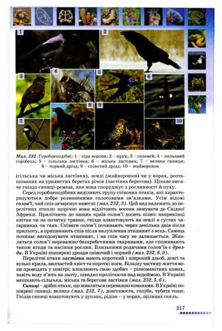 Мал. 232. Горобцеподібні: 1 - сіра ворона; 2 - крук; 3 - соловей; 4 - польовий
горобець; 5 - сільська ластівка; 6 - міська ластівка; 7 - велика синиця;
8 - чорний дрізд; 9 - співочий дрізд; 10 - жайворонок
(сільська чи міська ластівки), землі (жайворонки) чи у норах, розта­
шованих на уривистих берегах річок (ластівка берегова). Цікаве вися­
че гніздо синиці-ремеза, яке вона споруджує з рослинності й пуху.
Серед горобцеподібних виділяють групу співочих птахів, які характе­
ризуються добре розвиненими голосовими зв’язками. Усім відомі
солов’ї, чий спів зачаровує навесні (мал. 232,3). Цей вид належить до пе­
релітних птахів: щорічно вони відлітають восени зимувати до Східної
Африки. Прилітають до наших країв солов’ї досить пізно: наприкінці
квітня чи на початку травня, гнізда влаштовують на землі в густих ча­
гарниках чи гаях. Співати солов’ї починають через декілька днів після
прильоту, а припиняють спів після вилуплення пташенят з яєць. Самець
починає вигодовувати пташенят, і на спів часу не залишається. Жив­
ляться солов’ї переважно безхребетними тваринами, але споживають
також ягоди та насіння рослин. Близькими родичами солов’їв є дроз­
ди. В Україні поширені дрозди співочий і чорний (мал. 232, 8, 9).
Перелітні птахи ластівки мають короткий і широкий дзьоб, довгі та
вузькі крила, вилчастий хвіст та короткі ноги. Більшу частину життя во­
ни проводять у повітрі: вловлюють свою здобич - різноманітних комах,
навіть воду п’ють на льоту, швидко пролітаючи над водоймою. В Україні
мешкають сільська, міська та берегова ластівки (мал. 232, 5, 6).
Синиці- дрібні птахи, що живляться переважно комахами. В Україні по­
ширені синиці: велика (мал. 232, 7), довгохвоста, голуба, чубата тощо.
Гнізда синиці влаштовують у дуплах, рідше - у норах, щілинах скель.
217
 