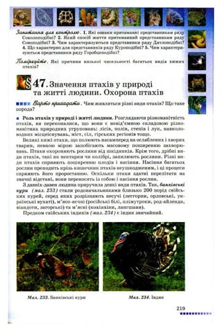 Запшнання для конгіг/іолю. 1. Які ознаки притаманні представникам ряду
Соколоподібні? 2. Який спосіб життя притаманний представникам ряду
Совоподібні? 3. Чим характеризуються представники ряду Дятлоподібні?
4. Що характерно для представників ряду Куроподібні? 5. Чим характери­
зуються представники ряду Горобцеподібні?
JIoMLfticifUine. Які причини низької чисельності багатьох видів хижих
птахів?
47. Значення птахів у природі
та житті людини. Охорона птахів
■■■■ ffafuttO nfuuaqcuriu. Чим живляться різні види птахів? Що таке
порода?
■ Роль птахів у природі і житті людини. Розглядаючи різноманітність
птахів, ви переконалися, що вони є невід’ємною складовою різно­
манітних природних угруповань: лісів, полів, степів і лук, навколо-
водних місцеіснувань, міст, сіл, гірських регіонів тощо.
Великі хижі птахи, що полюють насамперед на ослаблених і хворих
тварин, певною мірою запобігають масовому поширенню захворю­
вань. Птахи охороняють рослини від шкідників. Крім того, дрібні ви­
ди птахів, такі як нектарки чи колібрі, запилюють рослини. Різні ви­
ди птахів сприяють поширенню плодів і насіння. Насіння багатьох
рослин проходить крізь кишечник птахів неушкодженим, і ці процеси
сприяють його проростанню. Оскільки птахи здатні перелітати на
значні відстані, вони переносять із собою і насіння рослин.
З давніх-давен людина приручила деякі види птахів. Так, банківські
кури (мал. 233) стали родоначальниками близько 200 порід свійсь­
ких курей, серед яких розрізняють несучі (леггорни, орловські, ук­
раїнські вухаті), м’ясо-яєчні (російські білі, плімутроки, род-айленди,
віандоти, загорські) та м ’ясні (кохінхіни, лангшани).
Предком свійських індиків (мал. 234) є індик звичайний.
Мал. 233. Банківські кури Мал. 234. Індик
219
 