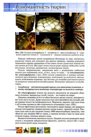 Різноманітність тварин
Мал. 235. Сучасна птахофабрика: 1 - інкубатор; 2 - яйця в інкубаторі; 3 - утри­
мання дорослих птахів; 4 - пташенята; 5 - людина контролює розвиток яєць
Породи свійських качок (українські білогруда та сіра, пекінська,
руанська тощо), які походять від дикого крижня, людина розводить
переважно заради одержання м’яса (маса качок руанської породи мо­
же сягати до 5 кг). Від сірої гуски пішли різні породи свійських гусей
(тулузька, тульська, арзамаська, холмогорська тощо).
Галузь тваринництва, завданням якої є розведення свійських
птахів для отримання яєць, м’яса, пуху та пера, - це птахівництво.
На птахофабриках ( мал. 235) птахів утримують в умовах автома­
тичного регулювання температури, освітлення та вологості; вигодо­
вують особливими кормами, які містять усі потрібні для їхнього росту
та розвитку компоненти (комбікорми). Пташенят виводять в інкуба­
торах.
Інкубатор - автоматизований прилад для виведення пташенят, в
якому підтримується необхідна температура та вологість повітря.
На птахофермах птахів ще можуть випускати на відкриті обме­
жені ділянки, наприклад гусей і качок - на ставки чи озера.
Людина споживає м’ясо та яйця багатьох диких птахів, використо­
вує їхнє пір’я та пух. Дуже цінується пух гаги звичайної: він легкий, доб­
ре утримує тепло і не скуйовджується. Перепели, крижні, сірі гуси тощо
є об’єктами промислу або спортивного полювання (мал. 236).
Птахи ефективно регулюють чисельність видів тварин, які завдають
шкоди господарству людини (різних видів комах, гризунів тощо). Так,
одна сіра сова за рік вловлює понад 1000 мишоподібних гризунів, чим
зберігає для людини 500 кг зерна, а синиця велика з’їдає за один день
стільки комах, скільки важить сама.
Велике й естетичне значення птахів. Людина штучно розводить види
птахів з яскравим забарвленням (фазанів, павичів, папуг) або з чудо­
вим співом (різні види канарок).
 