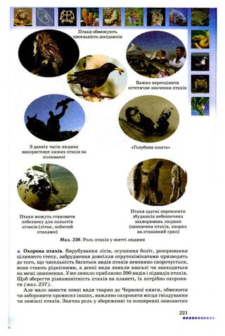 Птахи обмежують
шкідників
З давніх часів людина
використовує хижих птахів на
полюванні
«Голубина пошта»
Птахи можуть становити
небезпеку для польотів
літаків (літак, побитий
птахами)
Птахи здатні переносити
збудників небезпечних
захворювань людини
(знищення птахів, хворих
на пташиний грип)
Важко переоцінити
естетичне значення птахів
Мал. 236. Роль птахів у житті людини
■ Охорона птахів. Вирубування лісів, осушення боліт, розорювання
цілинного степу, забруднення довкілля отрутохімікатами призводять
до того, що чисельність багатьох видів птахів невпинно скорочується,
вони стають рідкісними, а деякі види зникли взагалі чи знаходяться
на межі зникнення. Уже зникло приблизно 200 видів і підвидів птахів.
Щоб зберегти різноманітність птахів на планеті, їх потрібно охороня­
ти (мал. 237).
Але мало занести певні види тварин до Червоної книги, обмежити
чи заборонити промисел інших, важливо охороняти місця гніздування
чи зимівлі птахів. Значна роль у збереженні та поширенні зникаючих
221
 